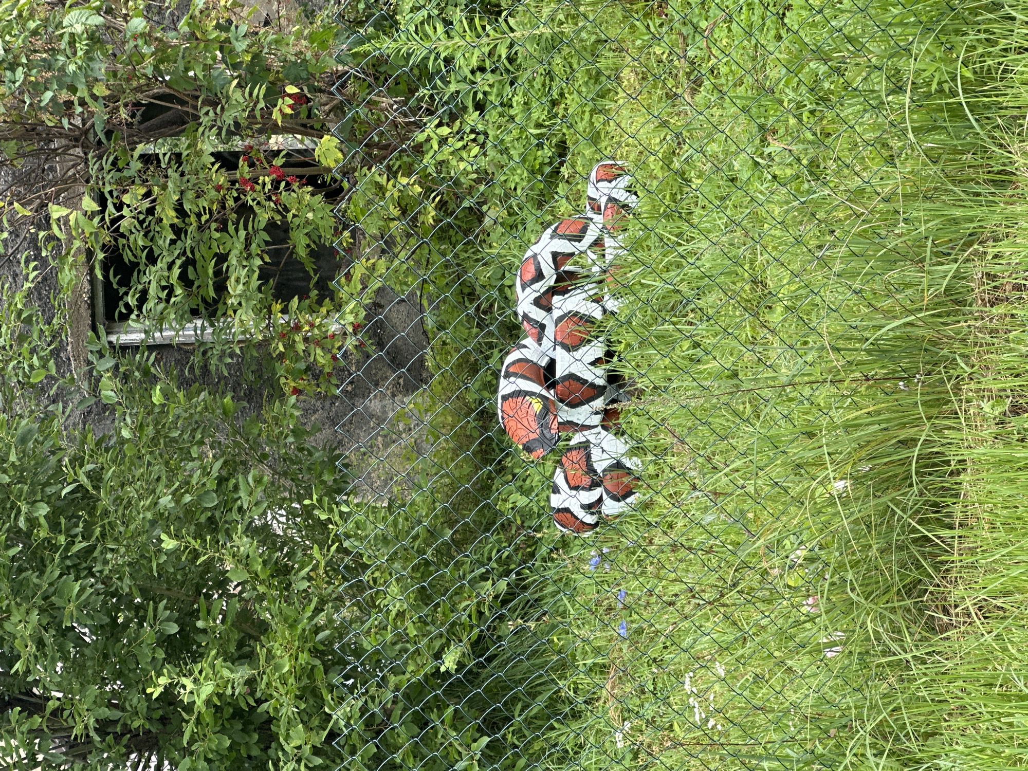 A cluster of soccer balls with a red, white, and black pattern are piled in a grassy area behind a chain-link fence. The balls are partially obscured by tall green grass and foliage. In the background, there is a weathered building with an open window or doorway, and dense green trees and bushes. The scene appears to be outdoors in a somewhat overgrown or neglected urban environment, possibly in Vilnius, Lithuania, judging by the provided context. There are no people visible in the image.