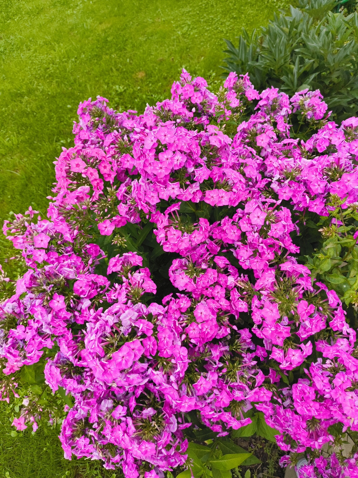 This is an overhead shot of a dense cluster of bright pink phlox flowers in a garden setting. The flowers are the dominant feature, filling most of the frame with their vibrant color and intricate petal structures. Behind and to the left of the flowers, a patch of neatly mowed green grass is visible, suggesting a lawn area. To the right and slightly behind the phlox, darker green foliage from other plants can be seen, creating a contrast in color and texture. The lighting appears to be natural daylight, with no harsh shadows indicating it is likely daytime. The image is taken in Востец Снт, Russia.