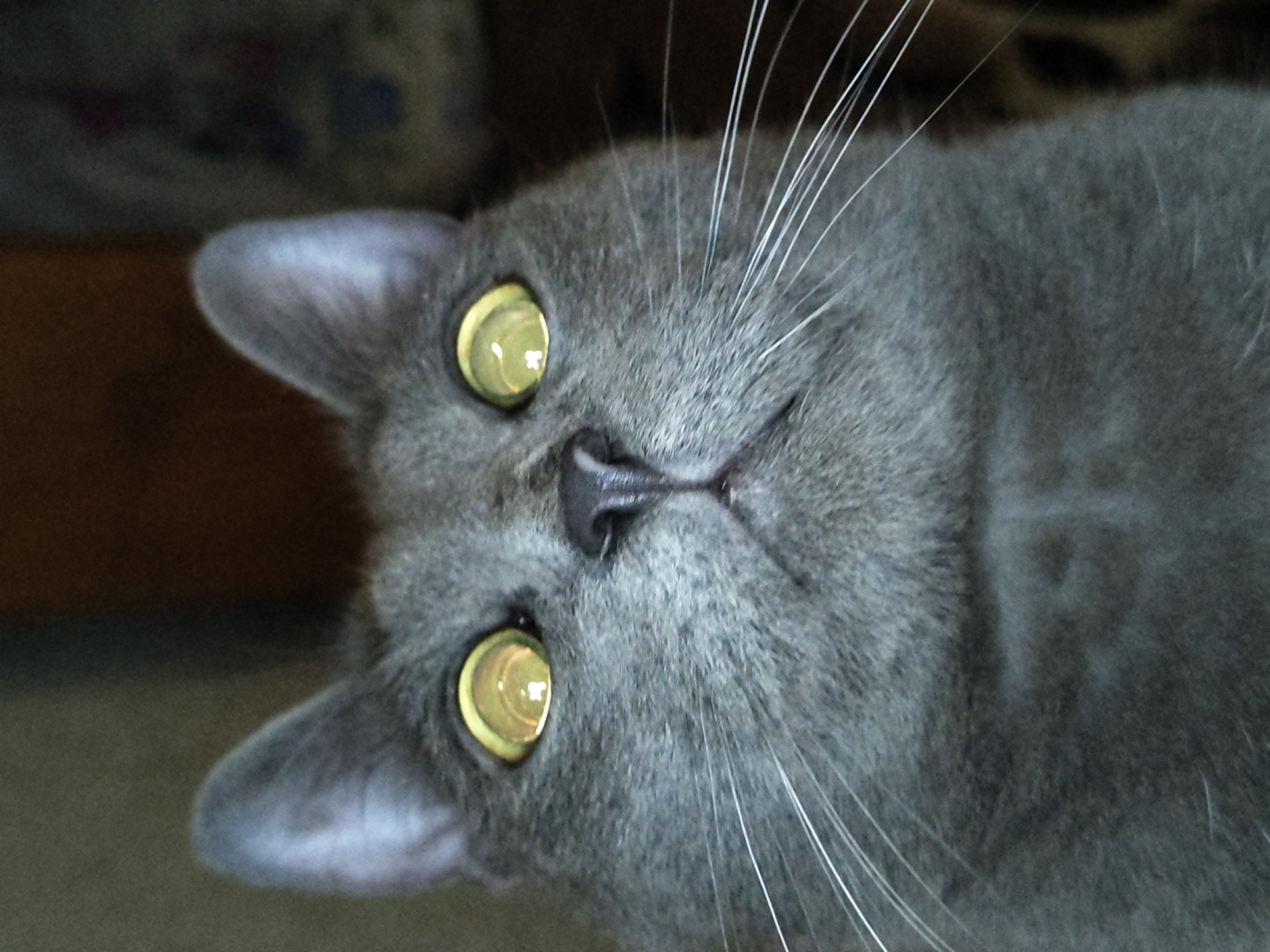A close-up, slightly tilted view captures the face of a gray cat. The cat possesses striking yellow eyes and prominent white whiskers. The background is blurred and dark. The location is unknown.