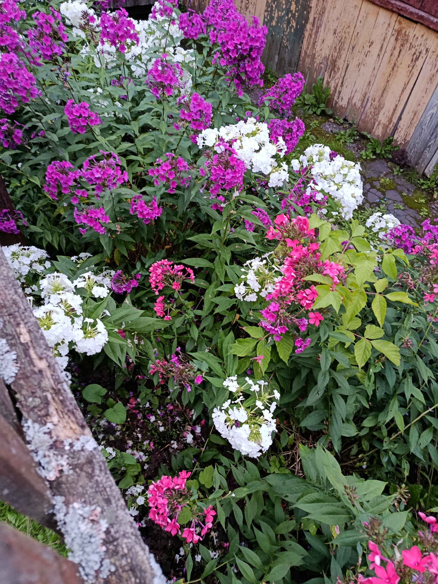 The image shows a close-up view of a garden bed filled with blooming phlox flowers in shades of pink, white, and purple. The flowers are clustered together in dense panicles. The foliage is lush and green. In the background, a weathered wooden fence can be seen, with panels of varying shades of brown and grey. The ground beneath the flowers appears to be a mix of dark soil and some paving stones. A portion of a rough, weathered wooden railing, possibly part of a fence, is in the foreground, covered in lichen. The scene suggests a naturalistic garden setting, likely in a residential area. The image does not contain any people or specific landmarks that would definitively place it in the city of Vereya, Russia, beyond the user's prompt.