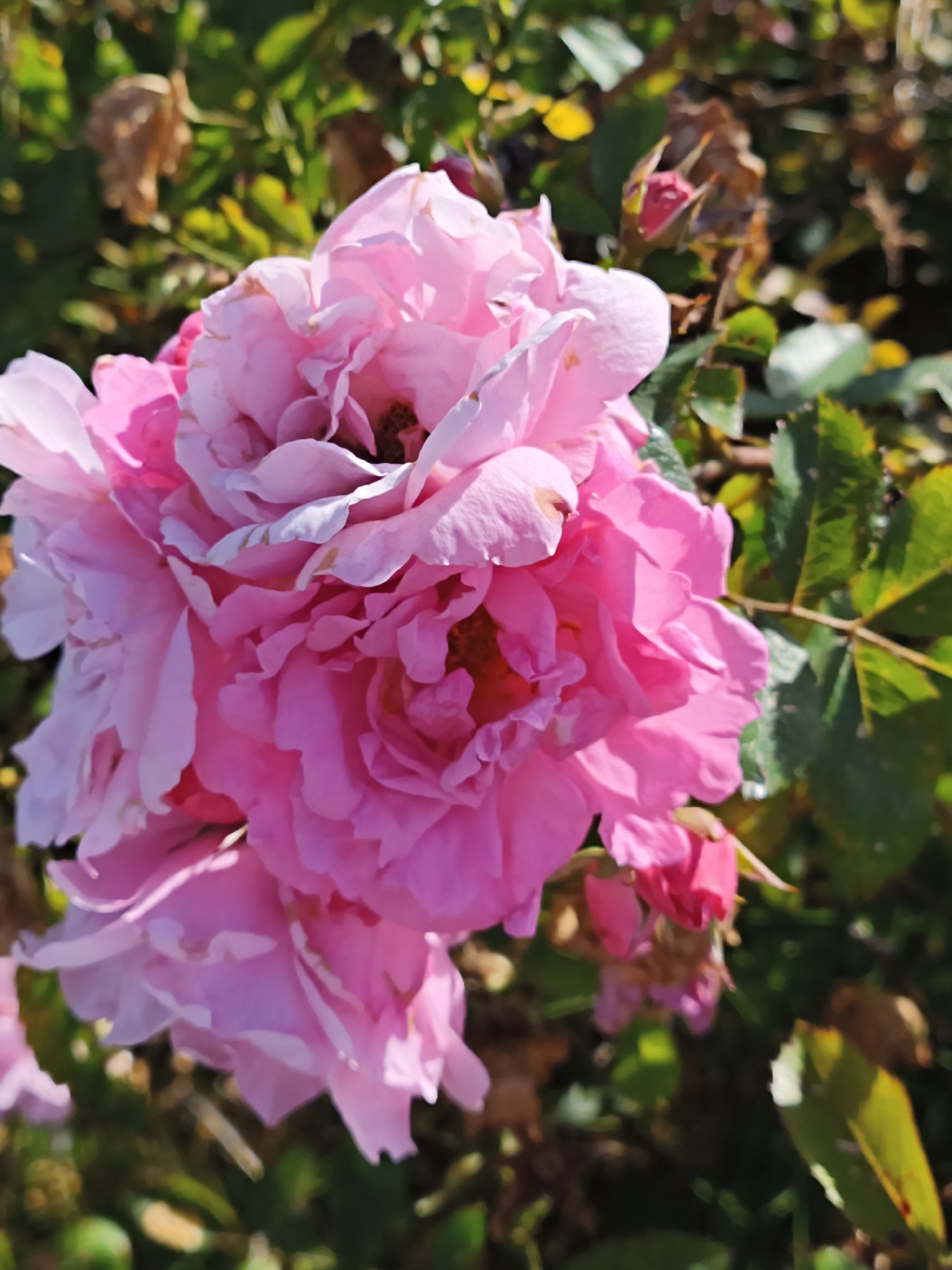 A close-up, low-angle shot shows a cluster of vibrant pink roses in full bloom against a blurred background of green foliage and dry leaves. The rose petals are soft and layered, with some appearing lighter pink and almost white at the edges, while others are a deeper, saturated pink. The lighting suggests a sunny day, with highlights and shadows visible on the petals. In the upper right portion of the image, a small, closed pink rose bud is visible. The overall impression is of a lush garden in late bloom or early autumn. There is no indication of the city of Tallinn, Estonia, in the image.