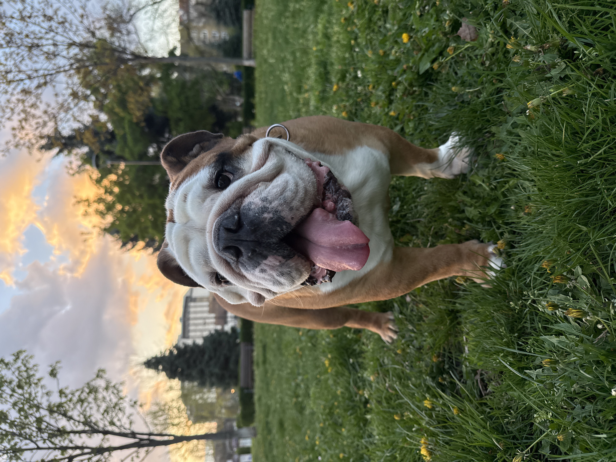 A tan and white bulldog stands on green grass with yellow dandelions. The dog's tongue hangs out, indicating it may be panting. A metal collar is visible around its neck. In the background, trees, buildings, and a sunset or sunrise sky are visible, suggesting a park or urban environment. The exact location is unidentifiable from the image.