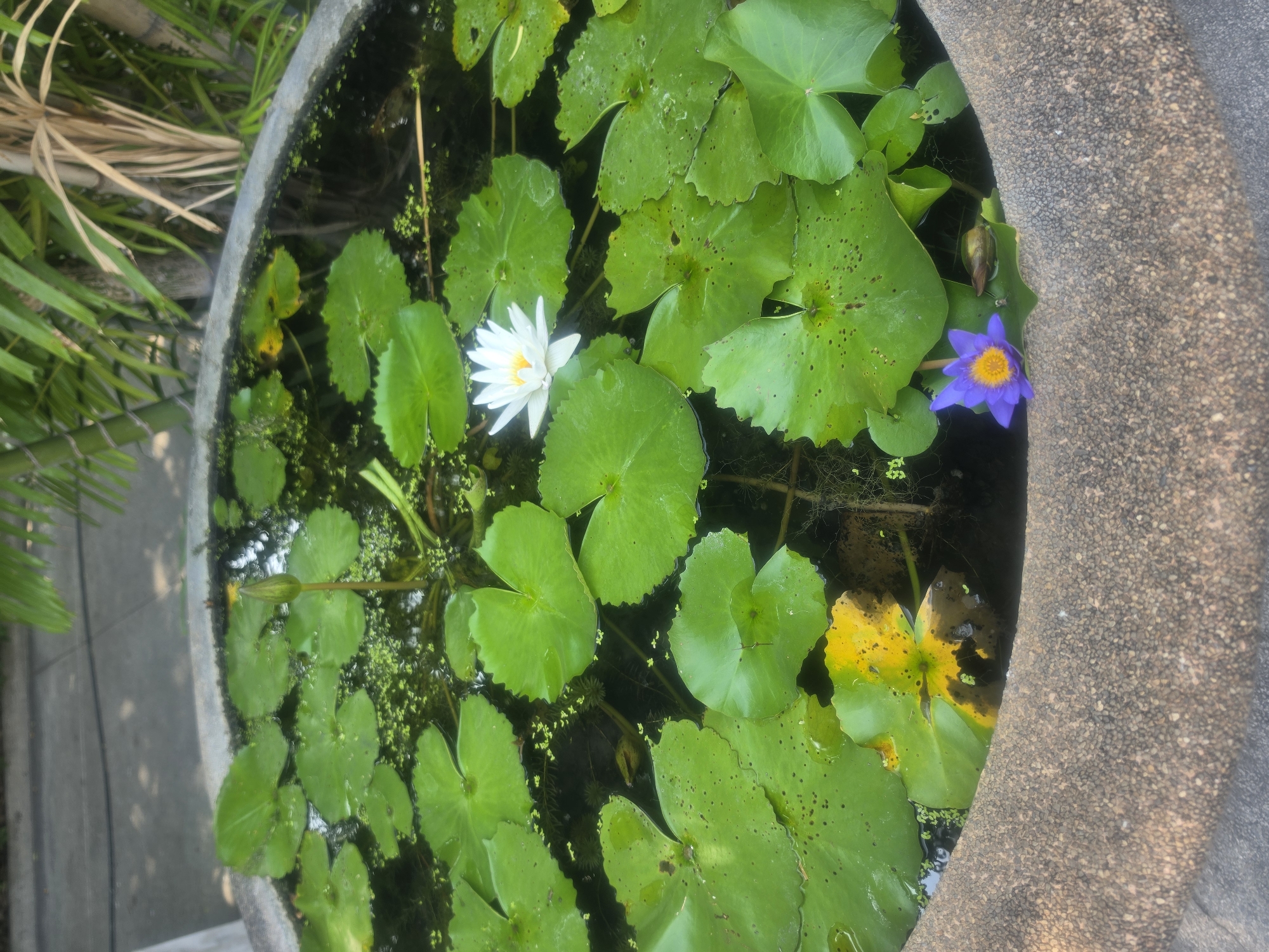 The image captures a vibrant close-up of a large, round, grey concrete planter filled with water and various aquatic plants. The planter's rim has a coarse, pebbled texture. Floating prominently on the dark water are numerous green lotus or water lily pads of different sizes, some showing small holes or imperfections. Among them, two water lily flowers are in bloom: one pristine white flower with a yellow center is located towards the left side, and a striking purple flower with a bright yellow center is visible near the right edge of the planter. Several unbloomed buds are also visible, including a yellowish-green one near the purple flower and another small bud in the top-left area. The water surface is partially covered with small, light-green aquatic plants resembling duckweed. One large lily pad is visibly yellowing at its edges, adding a touch of autumn color. In the background, out of focus, are lush green tropical foliage, possibly palm fronds, and some dry, brown leaves. A grey concrete pathway is visible in the bottom-left corner of the background. The lighting suggests it is daytime, creating a clear and natural scene. The setting implies an outdoor garden or courtyard, consistent with the location context of Bangkok, Thailand. There is no visible text in the image.