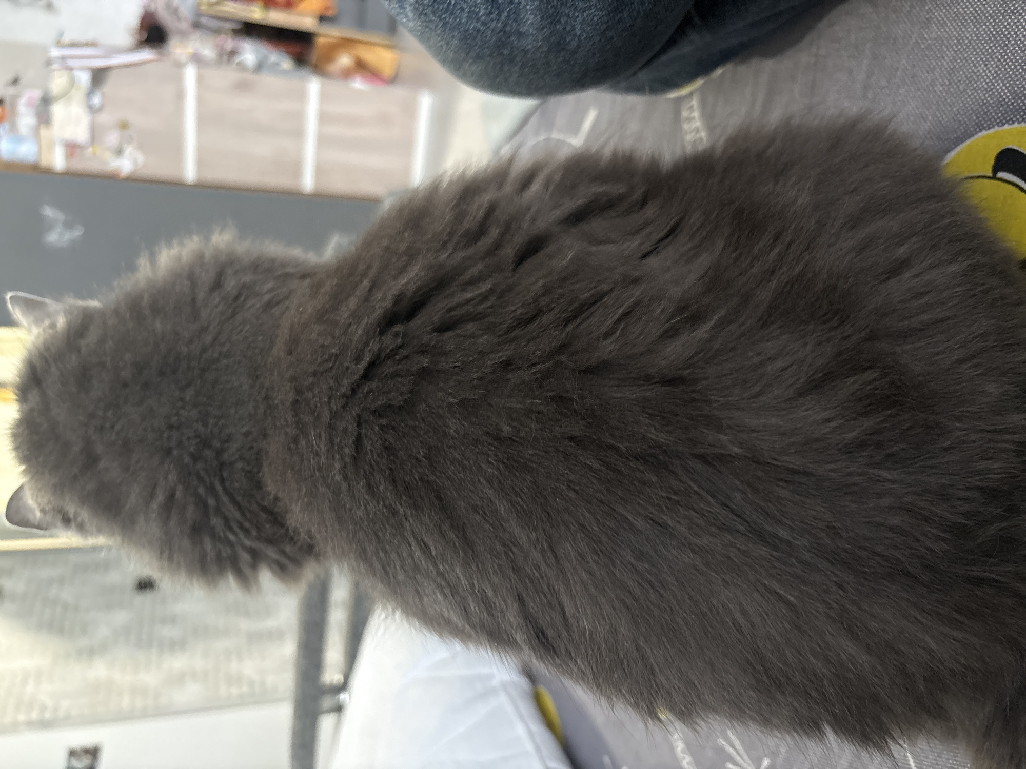 A close-up, over-the-shoulder view shows the back of a fluffy, dark gray cat. The cat is positioned on a gray, textured surface, possibly a bed or couch, with a white pillow visible to the left and a person's knee clad in dark denim jeans to the right. The background is out of focus, featuring vertical blinds or a similar patterned surface on the left and shelves with various items on the right, suggestive of an indoor domestic setting. There is no discernible information to place this scene specifically in Vladivostok, Russia, or any other city.