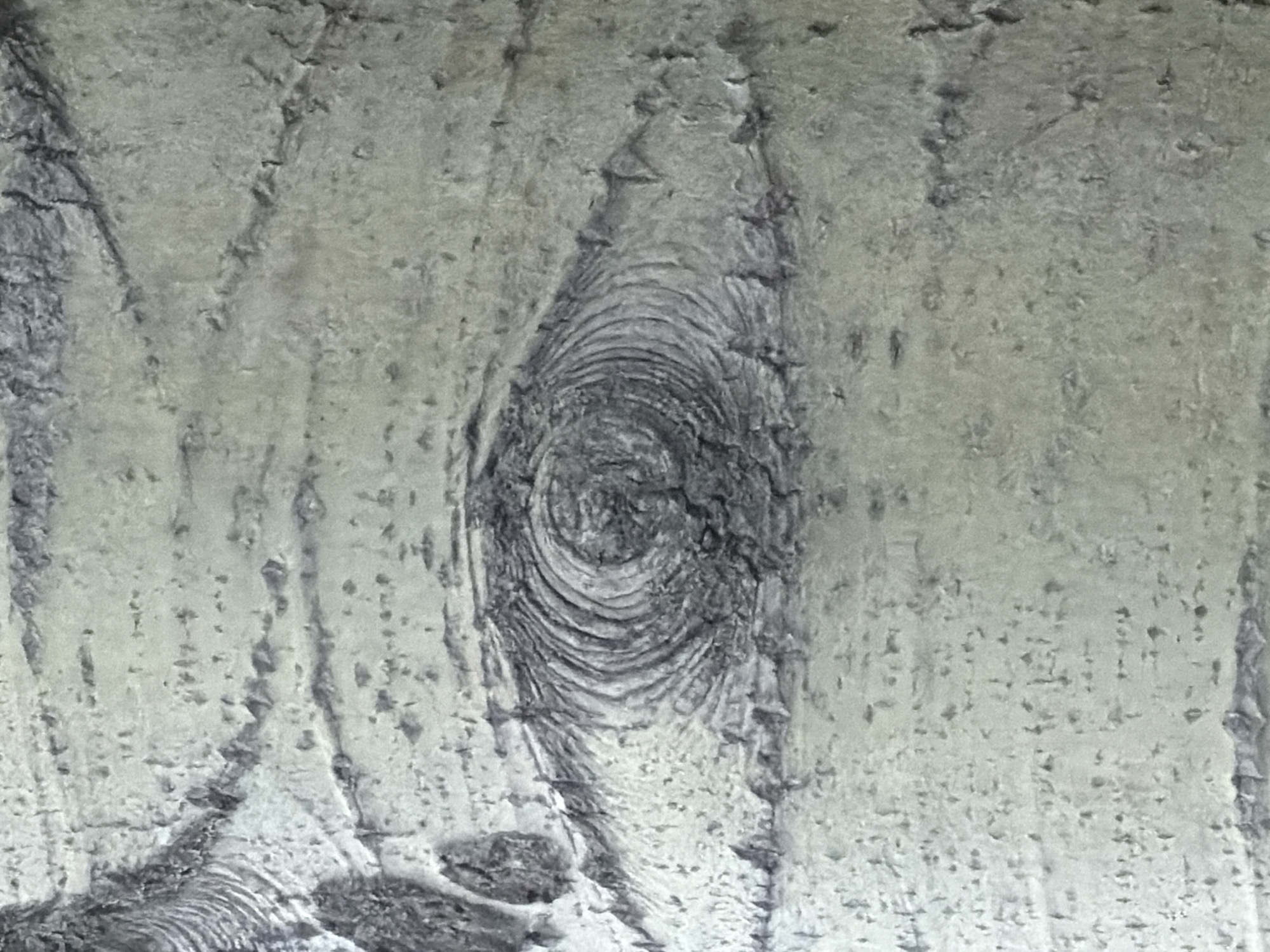 The image shows a close-up of tree bark with a prominent knot in the center. The bark is light gray with dark gray or black markings and fissures. The knot is circular with concentric rings. The location in the city of Забегалово, Russia, is not inferable from the image.