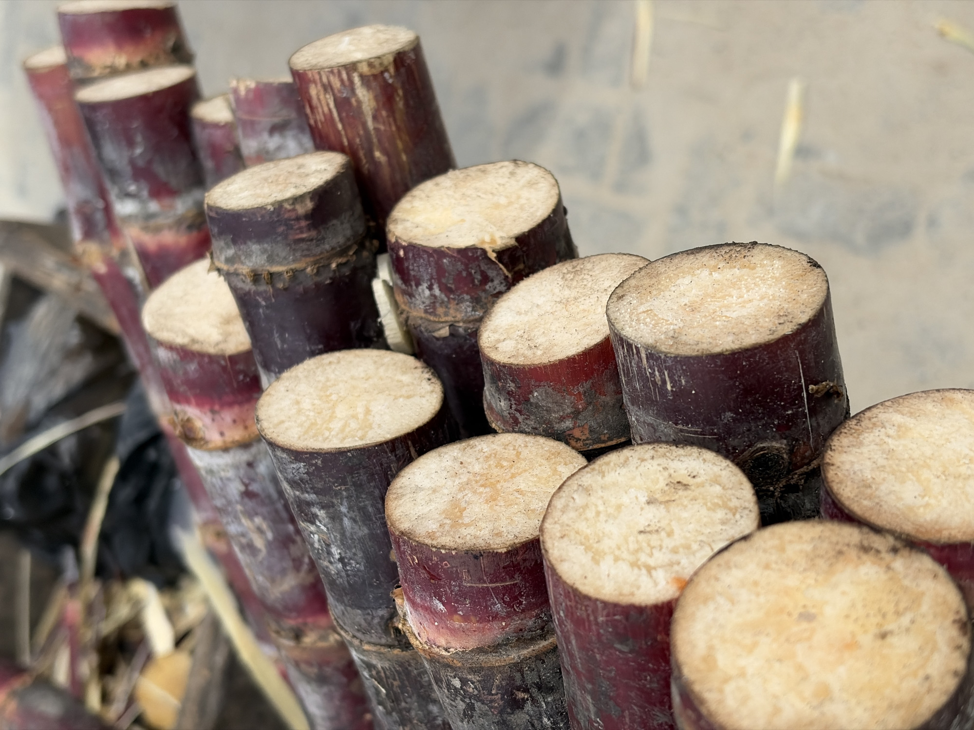 This close-up, eye-level shot showcases a dense stack of freshly cut sugarcane stalks, likely photographed in Igboefon, Nigeria. The image is filled with numerous cylindrical stalks, arranged diagonally across the frame from lower left to upper right.
The individual sugarcane stalks are predominantly a dark reddish-purple color, with some sections displaying lighter reddish-brown or grayish tones. Their outer surface appears somewhat fibrous or coarse. The top ends of the stalks are uniformly cut, revealing a pale, creamy beige interior, which is characteristic of the sugarcane's pith. Several stalks exhibit subtle, darker rings or nodes. The cuts appear clean, suggesting a recent harvest.
The depth of field is shallow, bringing the foreground and midground stalks into sharp focus, while the background is softly blurred. The blurred background consists of indistinct lighter tones and shapes, possibly hinting at other vegetation, dry ground, or a light-colored structure.
The scene is well-lit by bright, diffused daylight, highlighting the texture and color variations of the sugarcane without creating harsh shadows. The arrangement suggests the stalks are either bundled for storage, transport, or display for sale after harvesting. There are no human figures or visible text in the image.