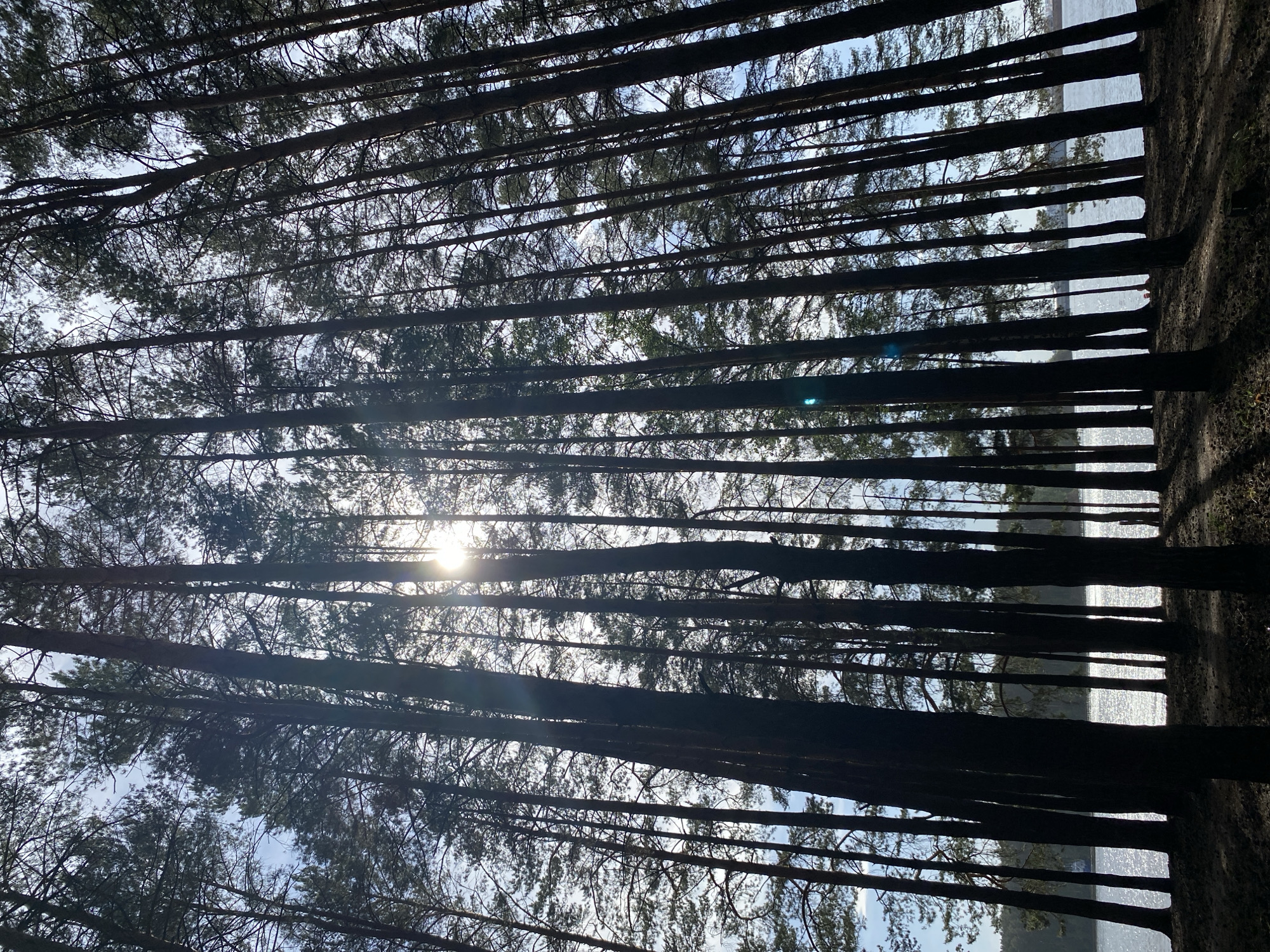 The image depicts a view looking upward through a dense stand of trees toward a body of water. The sun shines through the tree canopy, creating a bright area in the center of the frame. The trees appear to be relatively tall and thin, with dark trunks and branches. The background shows a body of water with bright reflections, possibly caused by sunlight. The location is Chaikovsky, Russia.