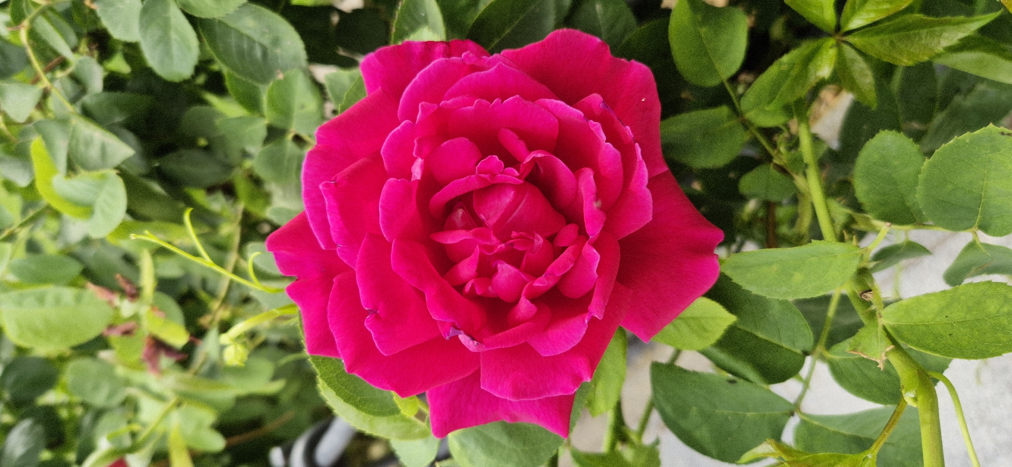 A bright pink rose is centered in the frame, with its petals tightly packed and ruffled. The rose is surrounded by lush green leaves and stems, suggesting it is growing outdoors in a garden or on a plant. The lighting appears to be natural daylight, casting soft shadows and highlighting the vibrant color of the rose. There are no people or other objects visible in the scene, and no text is present. The image focuses solely on the beauty and detail of the single rose bloom.
