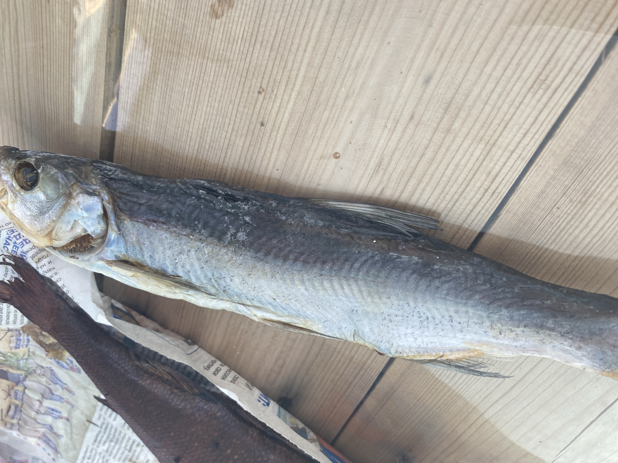 Two dried fish are displayed on a light brown wooden surface. The fish are positioned diagonally, with their heads pointing towards the top right of the image. One fish, on the left, is dark brown and appears to be whole. The other fish, on the right, is lighter in color, with a greyish-blue hue, and is also largely intact, though its head is more visible and shows its eye. Both fish are resting on crumpled newspaper. The newspaper has Russian text visible. The background is a wooden table, with visible grain lines and subtle reflections from overhead lighting. The image is taken from a top-down perspective. There is no indication of location in Oktyabrsk, Russia.