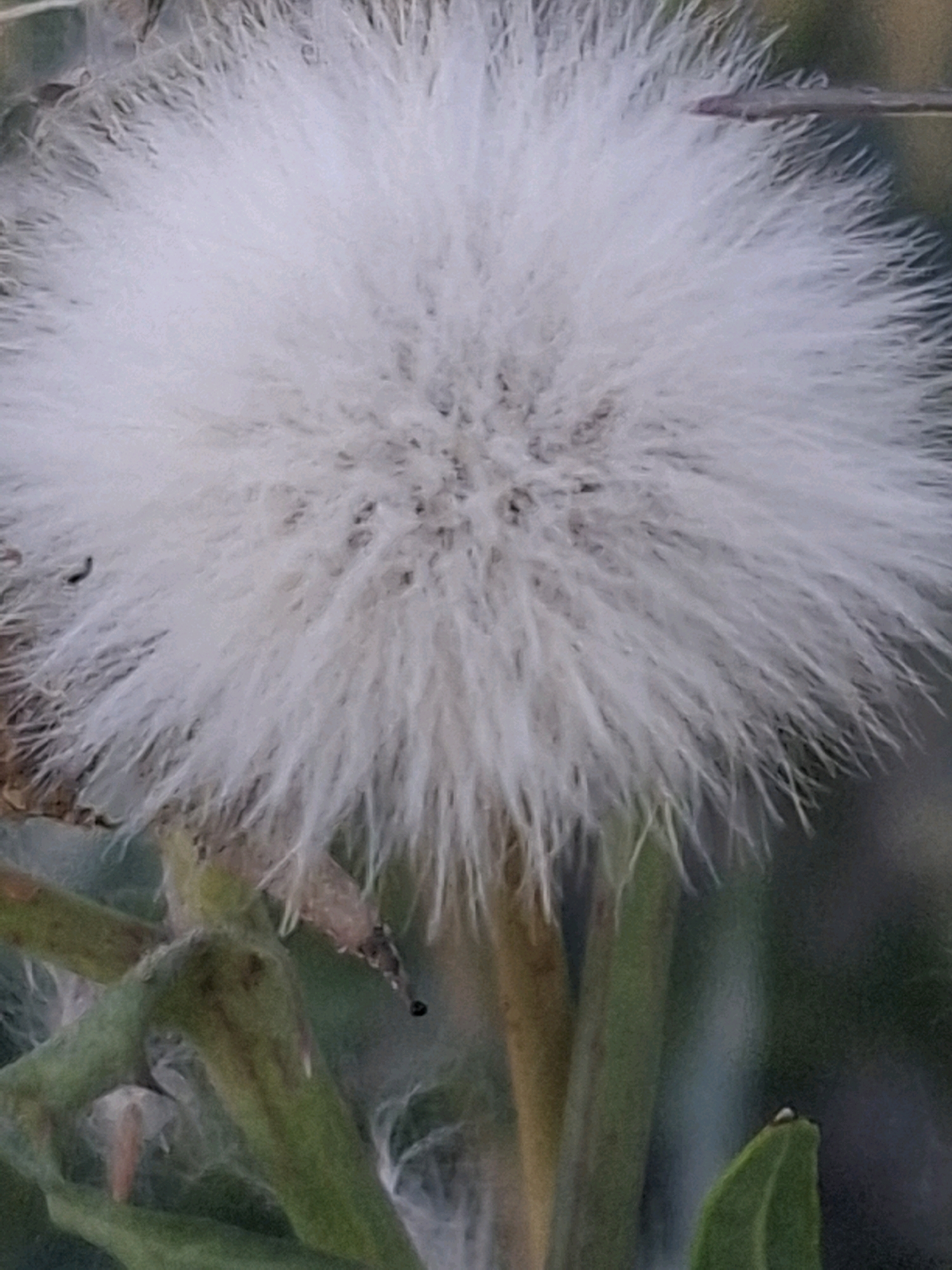 The image is a close-up, vertical shot of a fluffy white seed head, likely from a plant like a dandelion or thistle. The seed head is dominant in the frame, with delicate white filaments radiating outwards. The background is blurred, with muted green and dark, indistinct shapes suggesting an outdoor environment. The bottom portion of the image shows parts of green stems and some brown plant matter. There are no discernible people or specific landmarks that would indicate a location within Almaty, Kazakhstan. The scene is natural and appears to be a close-up of a plant.