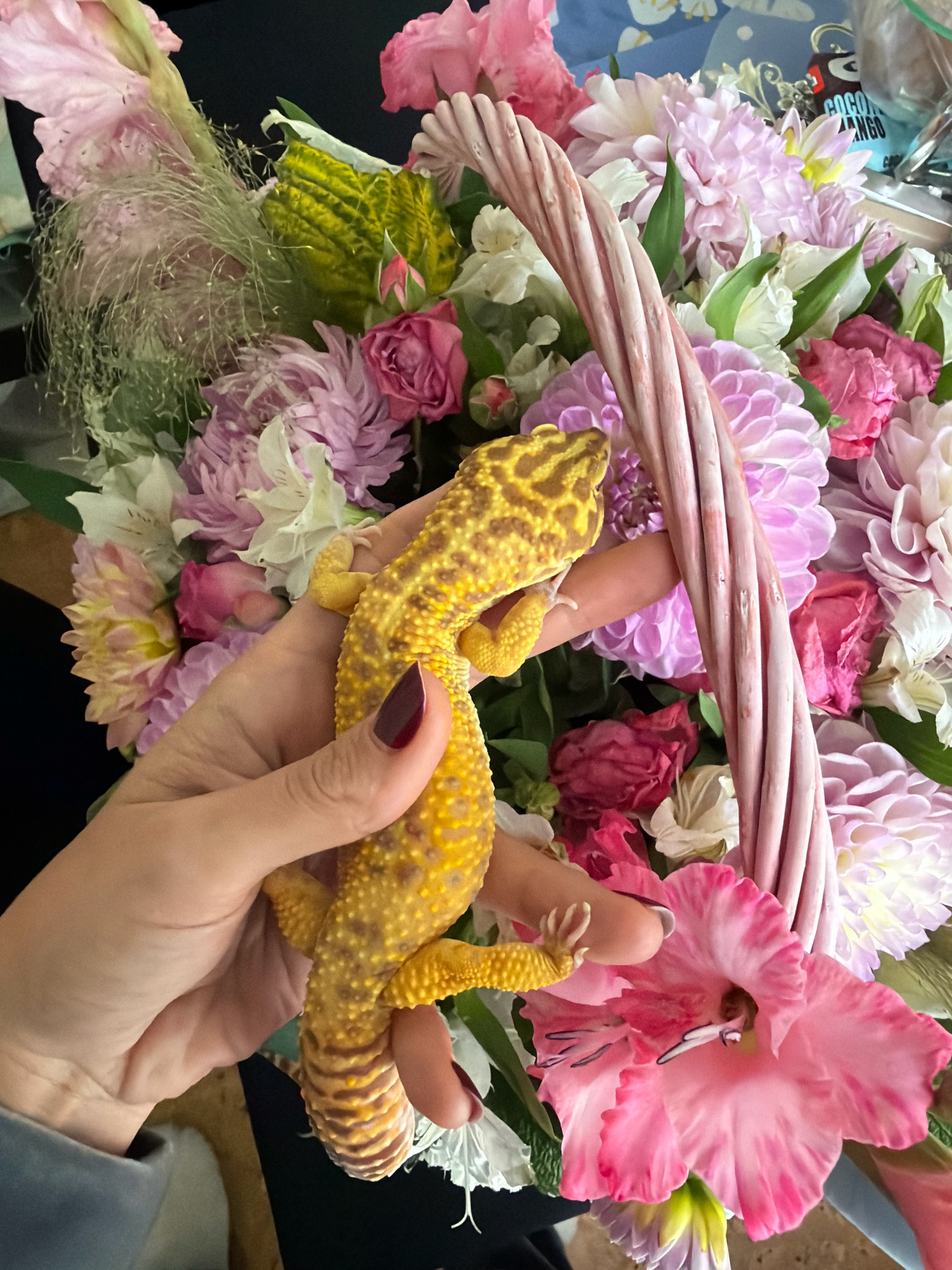 A leopard gecko is held by a hand with dark red nail polish in front of a bouquet of pink and purple flowers arranged in a pink woven basket. The gecko is yellow with dark spots. The background is dark, and there are some objects in the upper right corner that are out of focus. This image was taken in the city of Babinitski sel'ski Savet, Belarus.