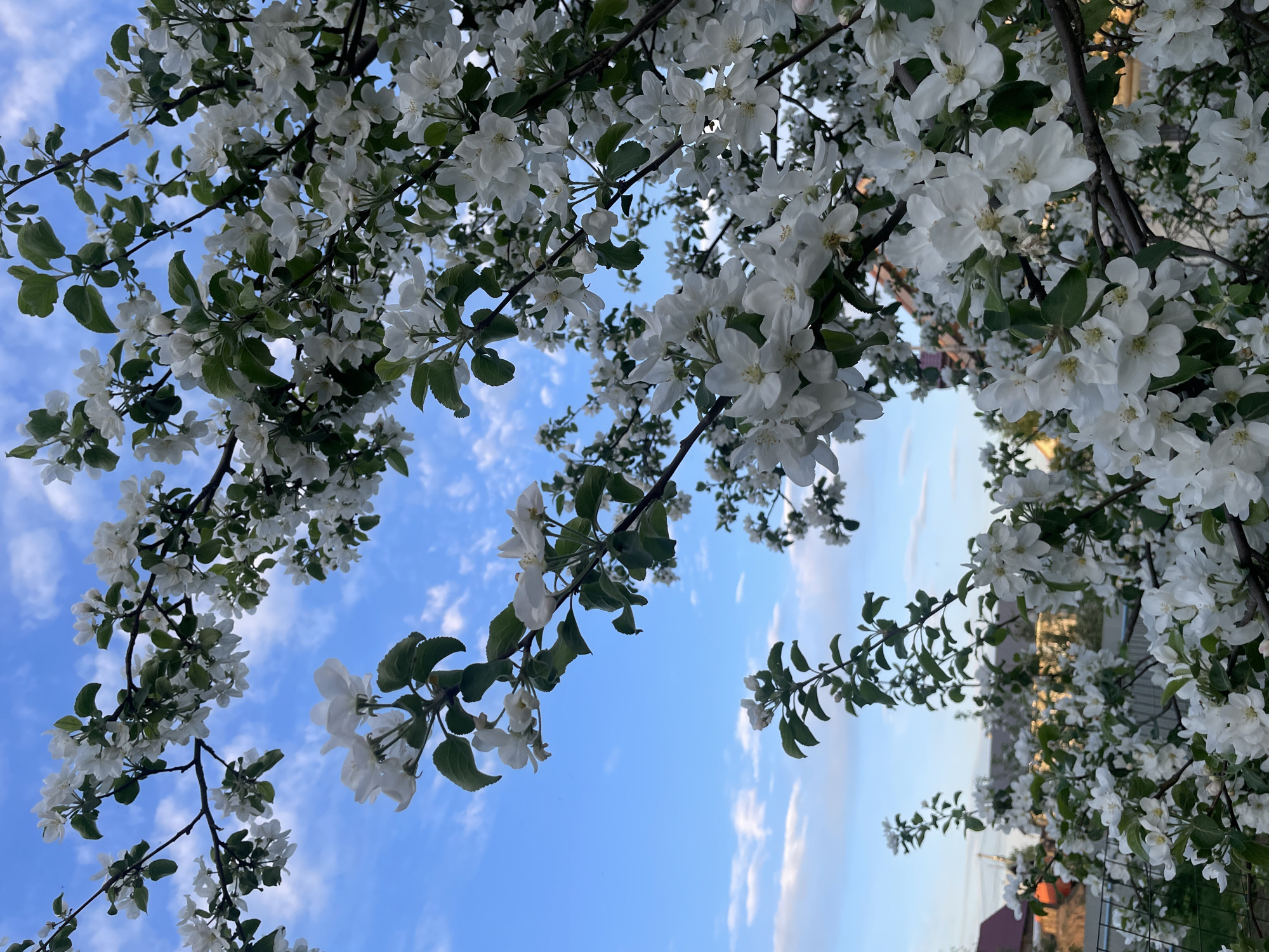 The image shows branches of a flowering tree with white blossoms and green leaves against a blue sky with light clouds. A partial view of a building with a red roof is visible in the lower right corner, suggesting the location is in a residential area. The photo is taken from a low angle, looking up into the tree. The location is Noviy, Russia.