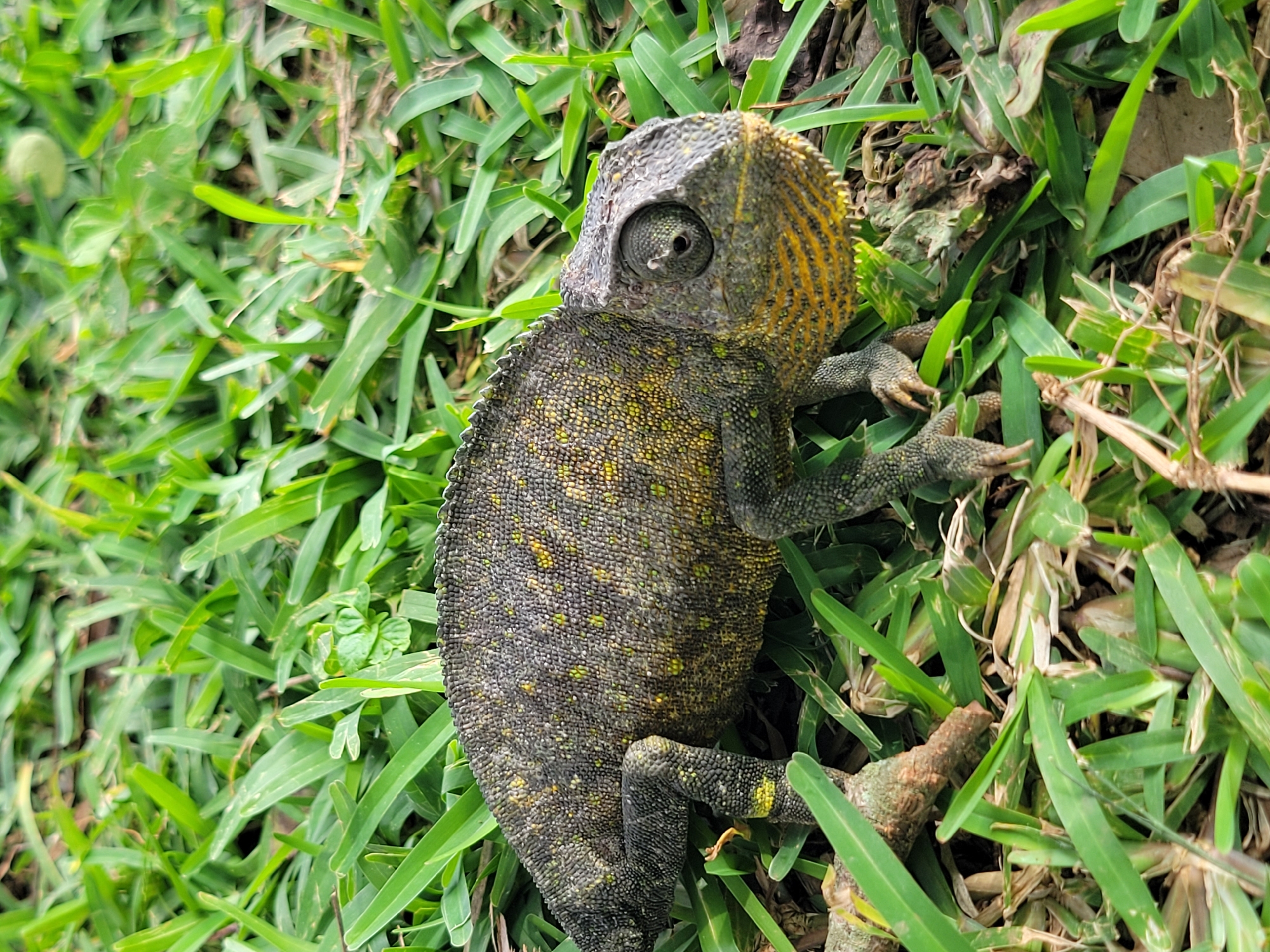 The image shows a chameleon on green grass. The chameleon is a dark grey with small yellow and green speckles. It has a large eye with a circular pupil. Its head is crested with yellow and orange markings. The chameleon is resting on a patch of grass, with some dry leaves and a small branch visible. The lighting suggests it is daytime, and the setting appears to be outdoors. No people, text, or specific event are visible. The location context is Jos, Nigeria.