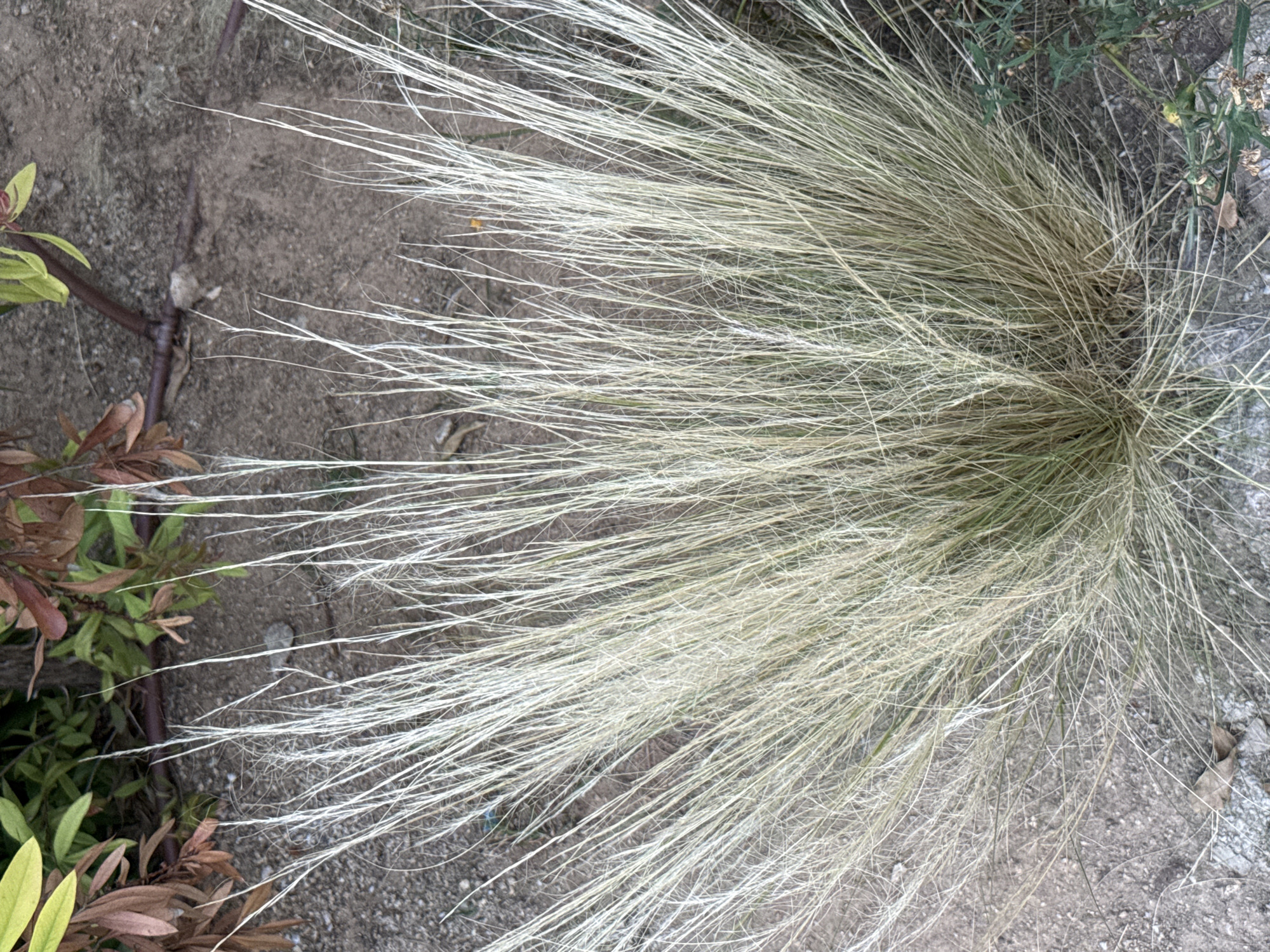 A tuft of dried ornamental grass, with thin, straw-colored blades, dominates the foreground of this image. The grass is densely packed and fans out from its base, reaching upward and outward. In the background, the ground is a mixture of dirt and gravel. A few scattered brown leaves lie on the ground. To the upper left of the grass tuft, a plant with green leaves and some reddish-brown leaves is visible. A dark brown irrigation tube is also present on the ground behind the grass. The scene appears to be an outdoor garden or landscaping area, possibly in a park or residential setting within the city of Barcelona, Spain, given the context of the request. There are no people or animals visible in the image. The lighting suggests it is daytime.