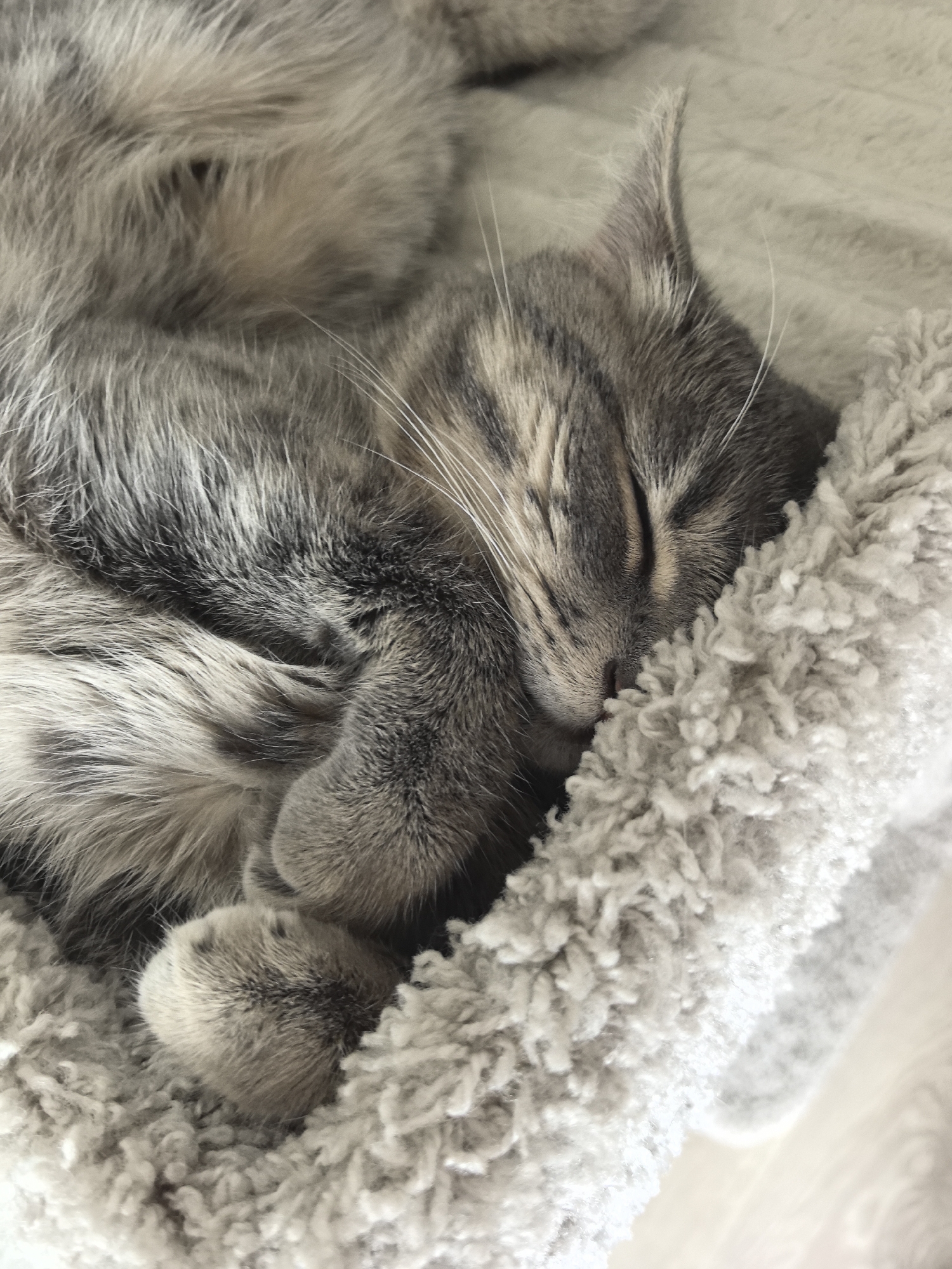 The image displays a domestic cat, identified as a grey tabby, deeply asleep. The cat is curled within a plush, light grey or off-white, shaggy-textured bed or blanket. Its eyes are closed, and its head is gently nestled into the soft material. Darker tabby stripes are visible across its forehead, cheeks, and on its grey fur, with white whiskers prominently extending from its muzzle. The cat's paws are tucked close to its body, blending into the surrounding texture. The lighting is soft and ambient, casting subtle shadows that emphasize the varied textures of the cat's fur and the fluffy bedding. The scene suggests an indoor, comfortable environment. The image contains no visual information to identify its location as the city of Perm, Russia, or any other specific geographical area.