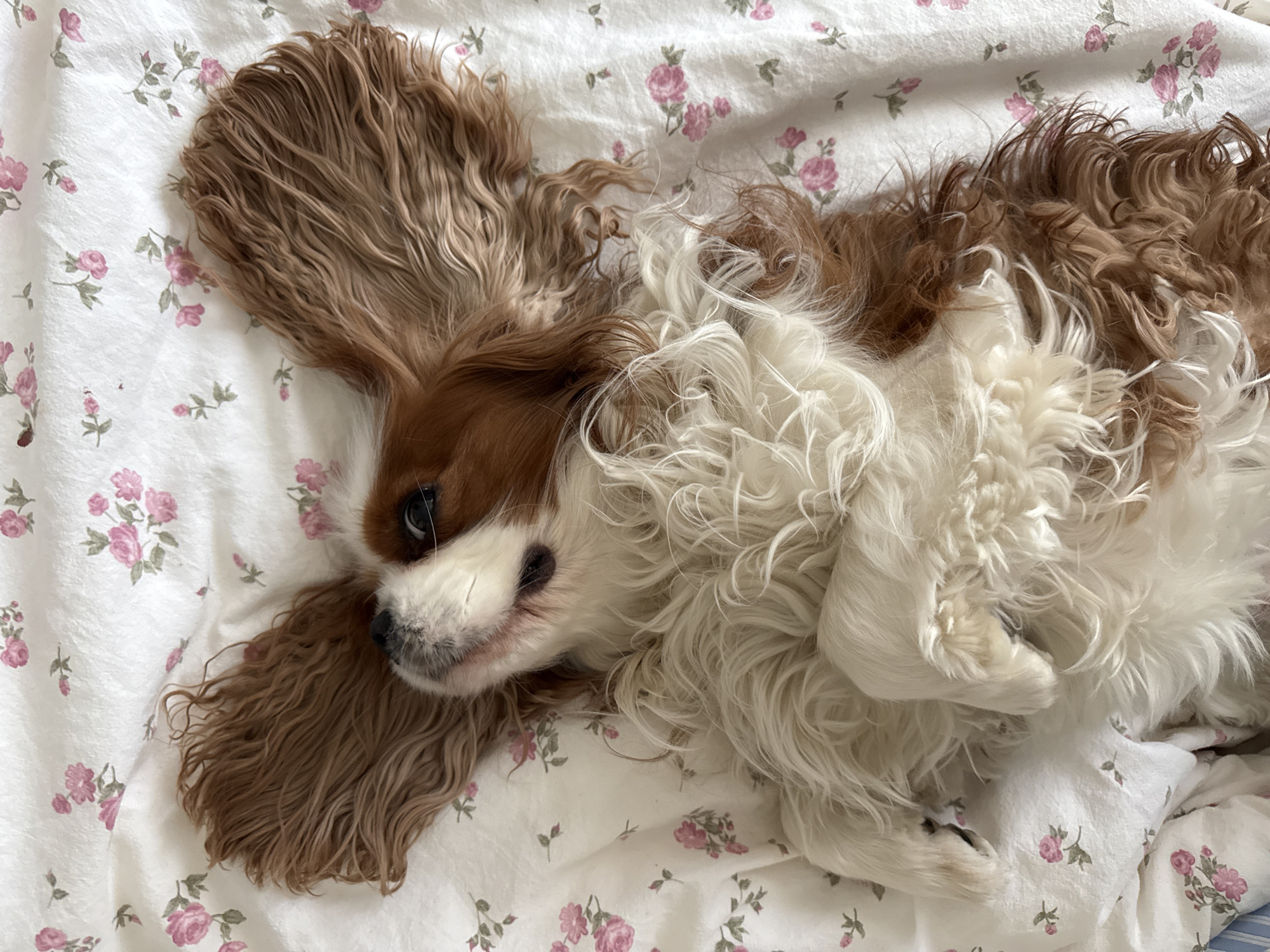A Cavalier King Charles Spaniel lies comfortably on its back on a bed in Moscow, Russia. The dog's head is turned towards the viewer, with one dark eye visible and a soft, relaxed expression on its face. Its distinctive chestnut and white (Blenheim) fur is fluffy and spread out. The long, feathery ears, characteristic of the breed, are splayed out on either side of its head against the sheet. Its paws are tucked close to its body, adding to the appearance of deep relaxation or sleep. The bedsheet is white with a delicate, repeating pattern of small pink roses and green leaves. The lighting is soft and natural, illuminating the scene gently. There is no visible text in the image.