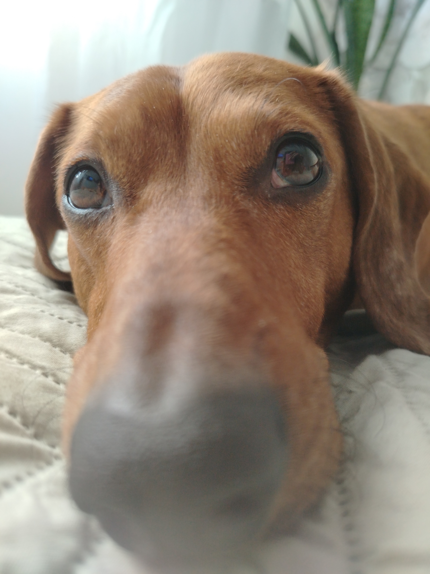 A close-up of a brown dachshund dog laying on a textured, light brown surface, possibly a bed or couch. The dog's face dominates the frame, with its large, dark nose in the foreground and its brown eyes visible. A plant with green leaves is partially visible in the background. The location is Unknown, Unknown.