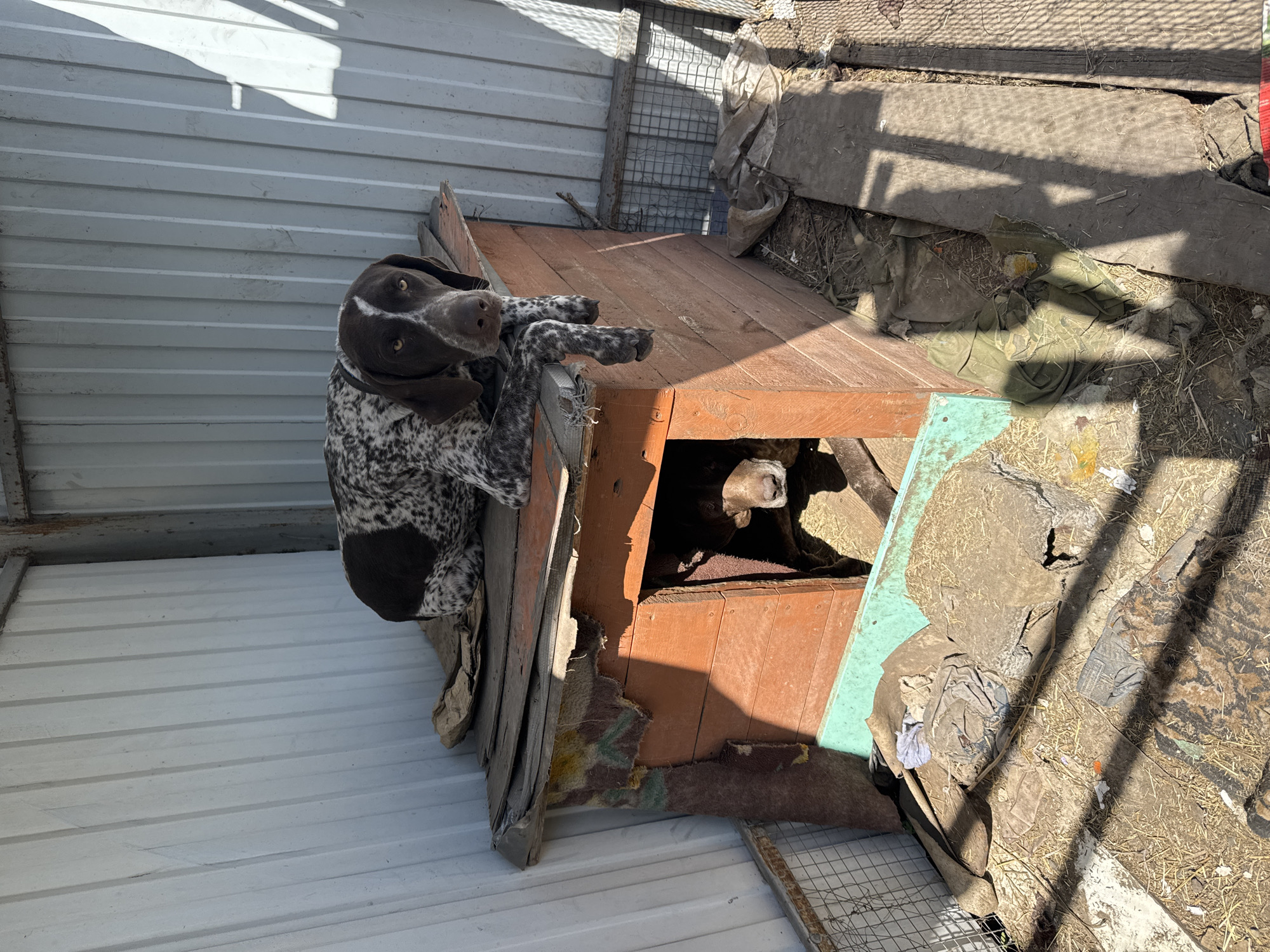 A German Shorthaired Pointer dog is perched on the side of a weathered, wooden dog house. Another dog, with similar markings, is partially visible inside the dog house. The dog house sits on a corrugated metal surface. The surrounding area appears cluttered with various debris and materials. The location is Rostov-on-Don, Russia.