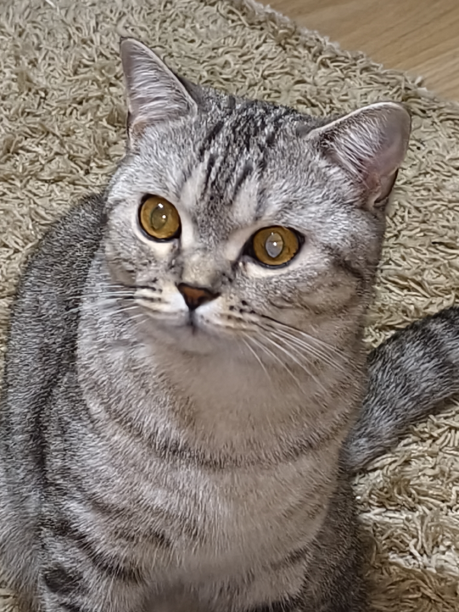 A close-up, eye-level shot shows a grey tabby cat with bright amber eyes looking directly at the camera. The cat has a short coat with distinct dark grey stripes on a lighter grey background, characteristic of a tabby pattern. Its ears are perked up, and its whiskers are clearly visible. The cat is positioned on a textured, beige carpet, which fills most of the frame and shows some depth and variation in color. A hint of a wooden surface is visible in the upper right corner, suggesting an indoor setting. The lighting appears to be ambient, casting soft shadows and highlighting the cat's features, particularly its eyes which have reflections of light. There is no visible text in the image. The overall mood is calm and observational, capturing a moment of direct engagement with the viewer.