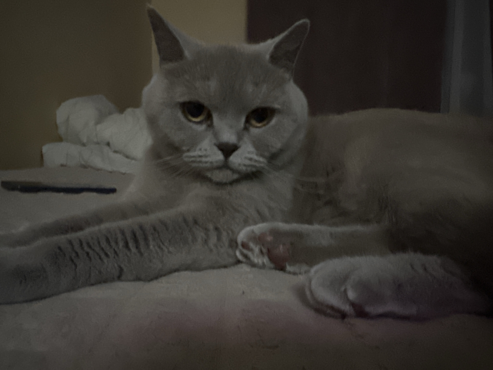 A British Shorthair cat with grey fur and yellow eyes is lying down on a soft, light-colored surface, possibly a bed or blanket. The cat is positioned in the center of the frame, facing the camera with its head slightly tilted. Its paws are visible, with one paw resting in front and the other tucked underneath its body. The background is dimly lit and out of focus, with a hint of a wall and a white, crumpled object on the left. The overall lighting suggests an indoor setting at dusk or night. There are no people present in the image.