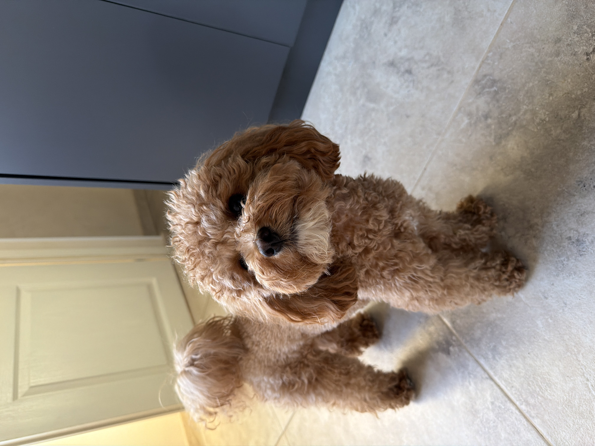 A small, brown, curly-haired dog stands on a light-colored tiled floor. Behind the dog are light-colored cabinets and a gray wall. The dog is looking directly at the camera. The location is not discernible from the image, and there is no indication of Litakovo, Bulgaria.