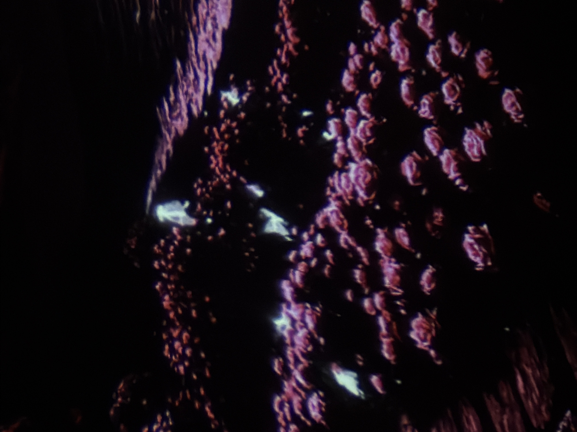 The image depicts a cluster of small, pink, rose-like flowers against a dark, out-of-focus background. Some of the flowers appear to be in bloom, while others are buds. There are also some bright white, blurry areas scattered among the flowers, which might be reflections or highlights. The overall impression is of a dimly lit scene, possibly outdoors at night or in a dark setting, where the flowers are illuminated by a soft, artificial light source. The image does not contain any identifiable landmarks or features that would allow for the determination of its location within Tbilisi, Georgia.