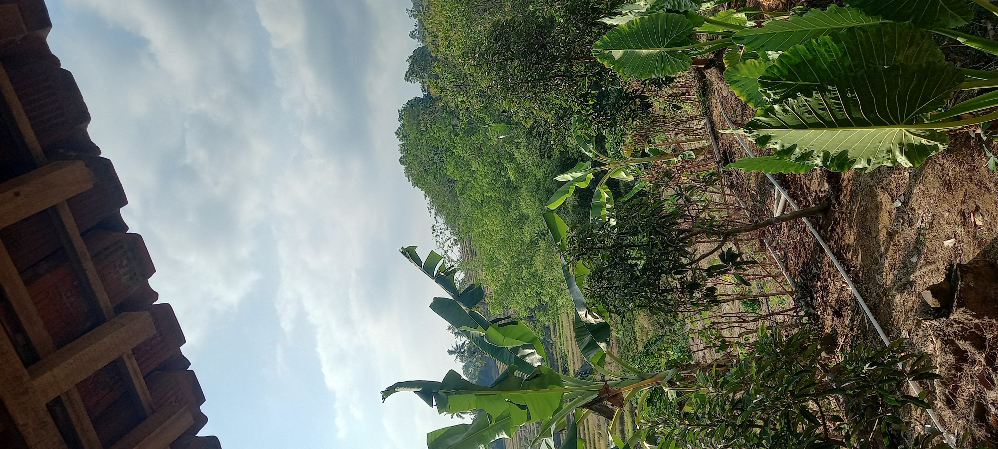 The image captures a view from under a wooden and tiled roof, looking out onto a lush green landscape. In the foreground, large, vibrant green leaves of what appear to be taro plants dominate the right side of the frame. To the left, banana trees with their broad leaves stand prominently. Behind them, a variety of smaller trees and plants are visible, with a backdrop of dense, green foliage that extends up a gentle slope. In the distance, hints of terraced fields can be seen, suggesting a rural or agricultural setting, possibly rice paddies. The sky above is a pale blue, with scattered white clouds. The ground in the foreground is dry and earthy, with some visible rocks and dried vegetation. White pipes are laid out on the ground, possibly for irrigation. The scene conveys a sense of natural beauty and tranquility. The location is identified as Majingklak, Indonesia.