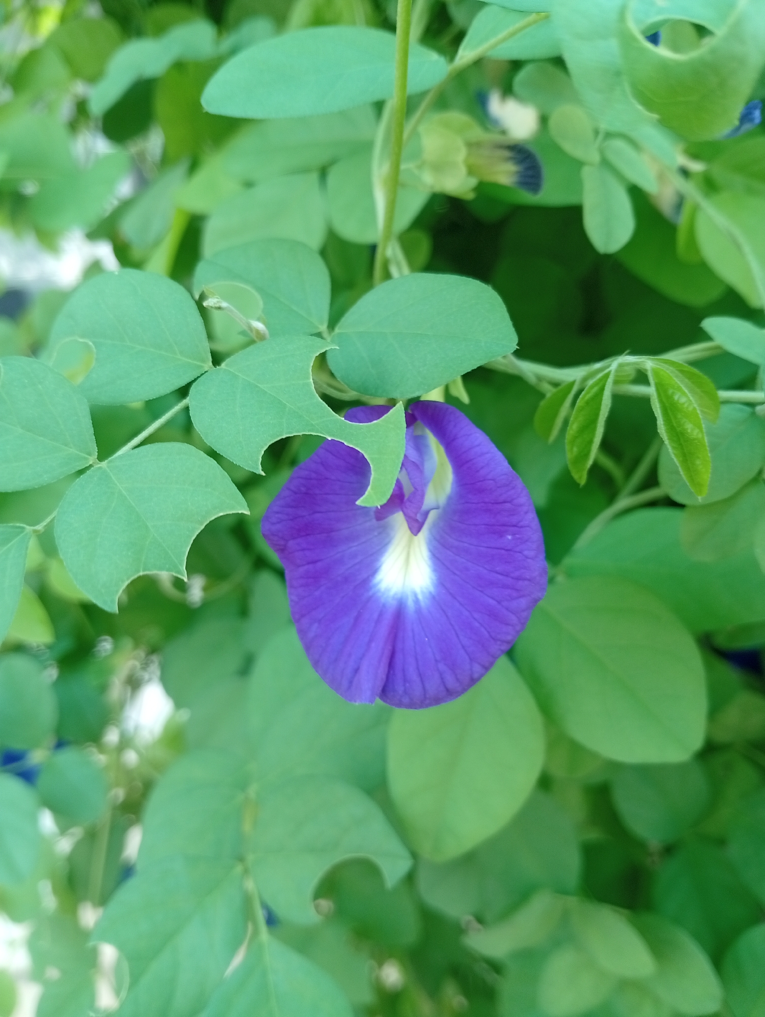 A close-up, eye-level shot shows a single, vibrant purple and white butterfly pea flower (Clitoria ternatea) in bloom, nestled amongst lush, green foliage. The flower's delicate petals are a rich violet, fading to a bright white at its center. Some of the heart-shaped leaves surrounding the flower exhibit small, crescent-shaped notches, possibly indicating the work of insects. The background is a soft blur of green leaves and bokeh highlights, suggesting the image was taken outdoors in natural light, likely in a garden or natural setting within Kemang, Indonesia. There are no people or discernable human activity present in the scene.