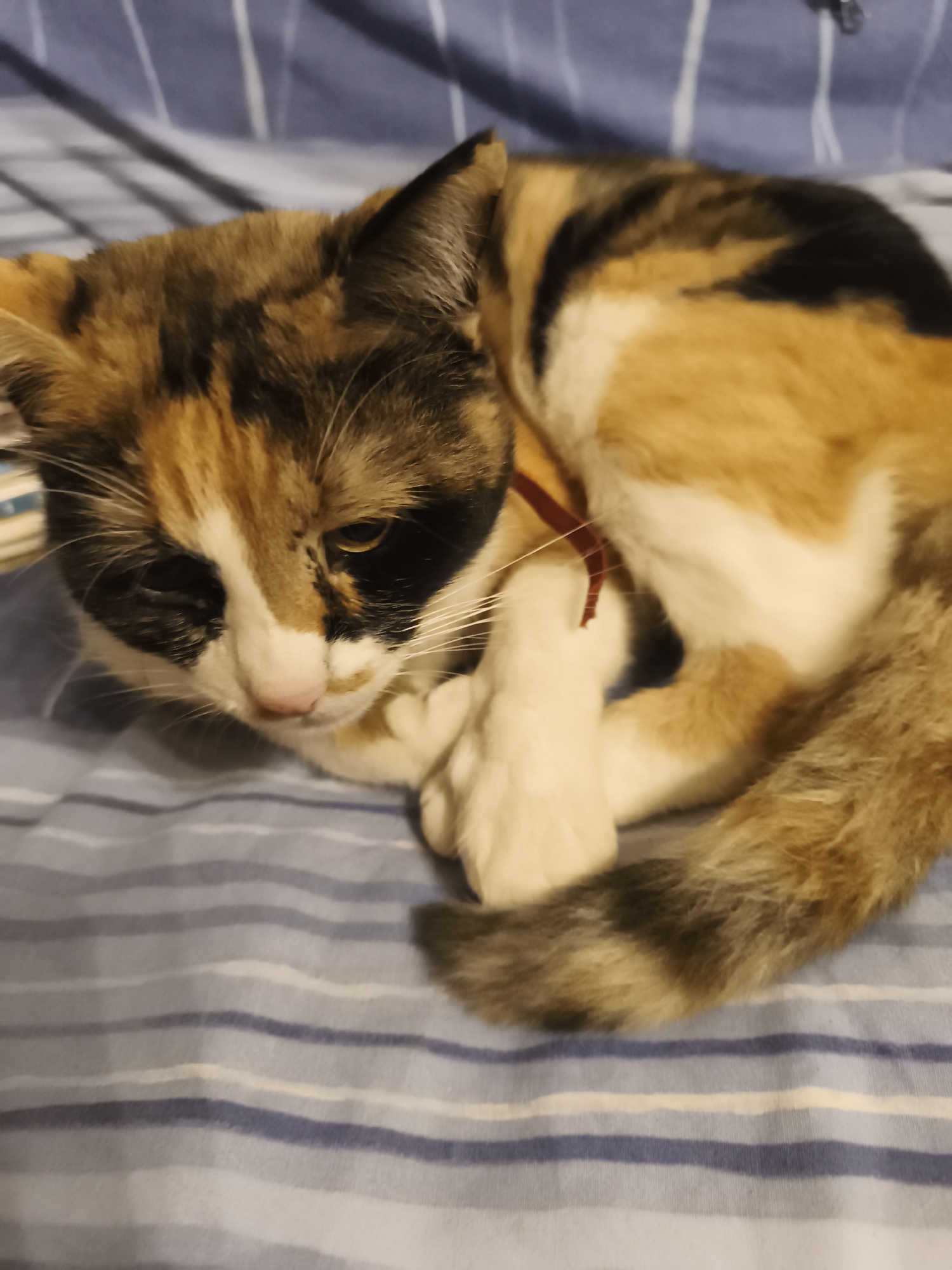 A calico cat is curled up on a blue and white striped bed. The cat is facing to the left of the frame with its head resting on its paws. Its fur has patches of orange, black, and white. A thin red ribbon is visible around its neck. The background consists of the striped bedding. The image appears to be taken indoors, likely in a residential setting. No specific location in Saint-Denis, France can be determined from the image.