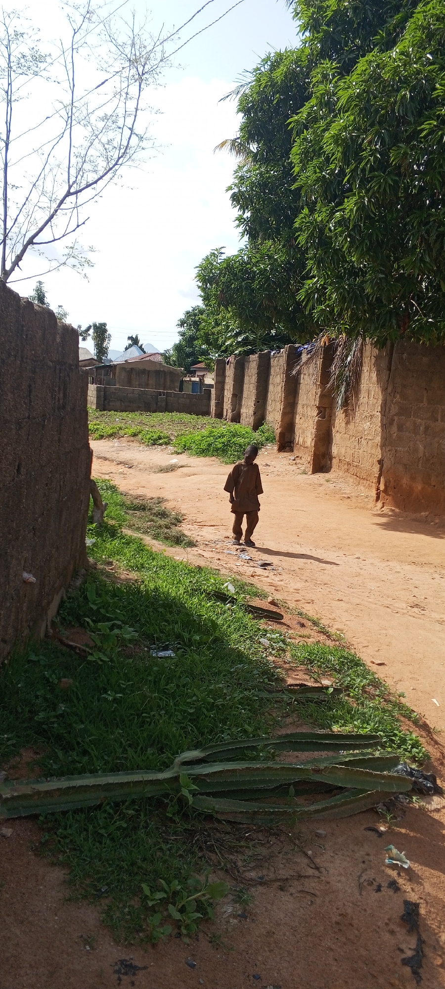 A young boy, appearing to be of African descent, walks along a dusty path in a rural village. He is wearing a simple brown tunic that reaches his knees. The path is bordered by a tall, textured wall on the right, constructed from what appears to be rough-hewn stones or bricks, topped with some natural material. On the left, a similar, though slightly different, wall is visible, with some green vegetation growing around its base.
The ground is a mixture of dirt and patches of green grass. In the foreground, a large, segmented cactus lies horizontally across the grass, its spiky arms stretching out. Beyond the boy, the path continues and curves slightly, leading towards a cluster of buildings in the middle distance. These buildings are simple structures, some with corrugated metal roofs and others appearing to be made of mud or concrete. A line of trees, some with dense green foliage, forms a backdrop to the village.
The scene is bathed in natural light, suggesting it is daytime, likely late morning or early afternoon, given the length of the shadows cast by the boy and the walls. The sky is visible at the top of the image and appears to be bright, possibly with some scattered clouds, and the weather seems to be fair. The overall impression is one of a quiet, everyday moment in a rural Nigerian setting. There is no visible text in the image.