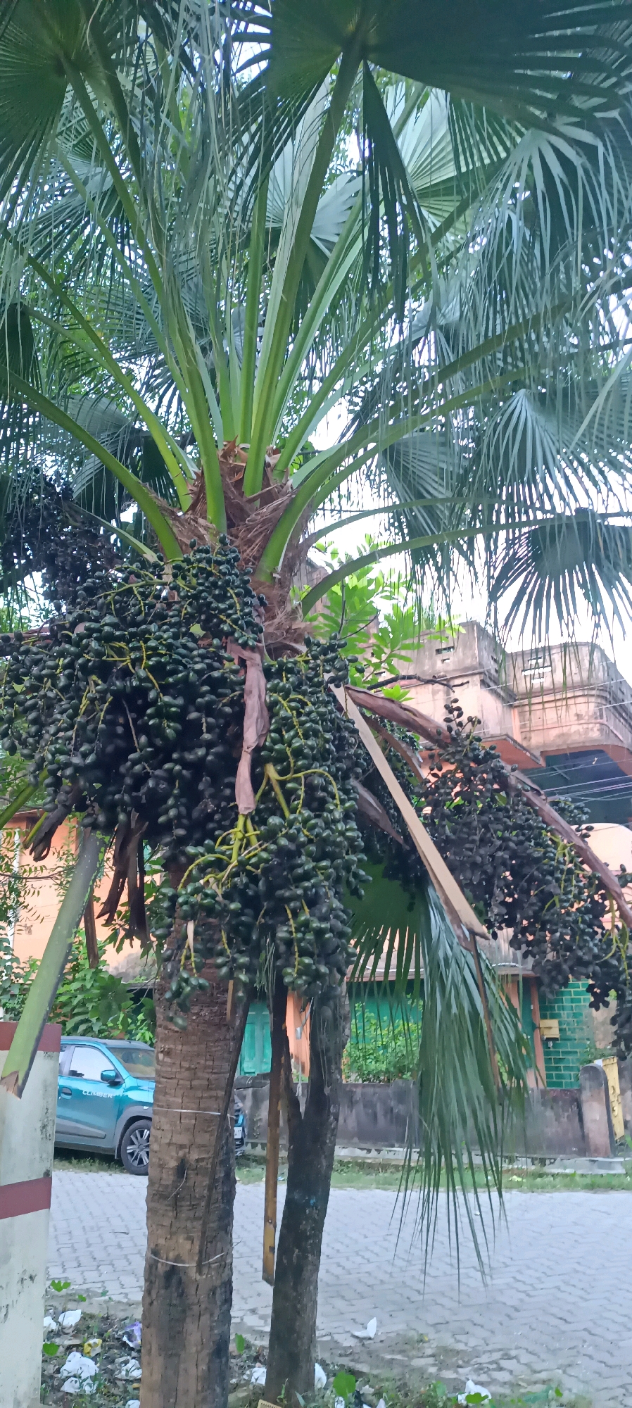 An image taken from a low angle shows a palm tree with a heavy cluster of dark green fruit. The palm tree has large, fan-shaped leaves with visible fronds. The trunk of the tree is rough and textured. In the background, there is a pale orange building with a covered walkway and a green-painted door. A teal-colored car is visible parked on a paved street. The ground in the foreground is a cobblestone or brick pattern, and there is some debris on the side of the road. The scene appears to be in an urban or semi-urban setting. The location is Khardaha, India.