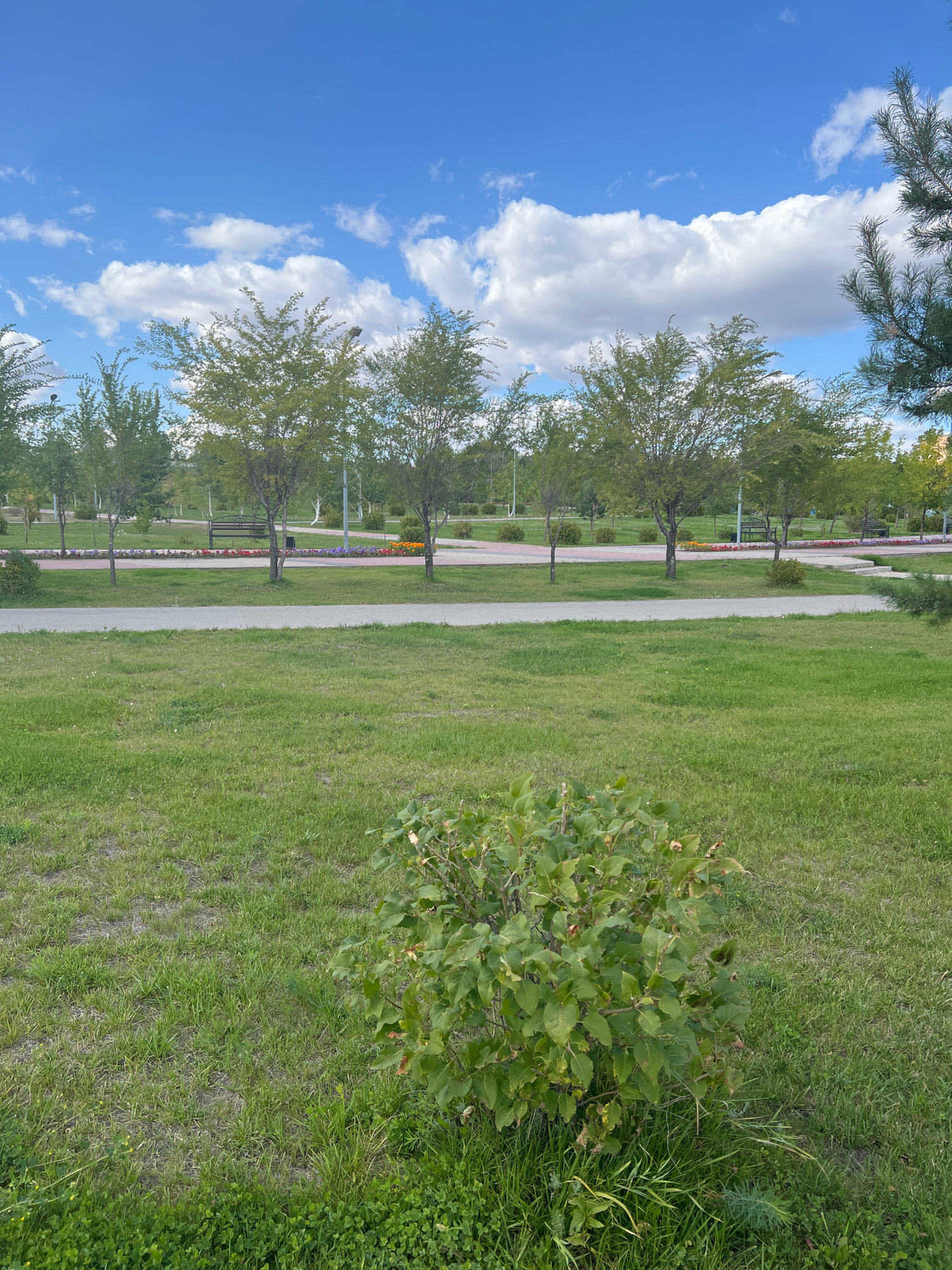 A daytime, eye-level, medium shot shows a park in Kostanay, Kazakhstan. The foreground is a grassy lawn, with a small, leafy green bush in the lower right quadrant. A grey paved path runs horizontally through the mid-ground, with another grassy area beyond. A row of trees with green foliage stands behind the path, spaced evenly apart. In the distance, more trees and what appear to be lamp posts are visible. The background features a bright blue sky with scattered white clouds.