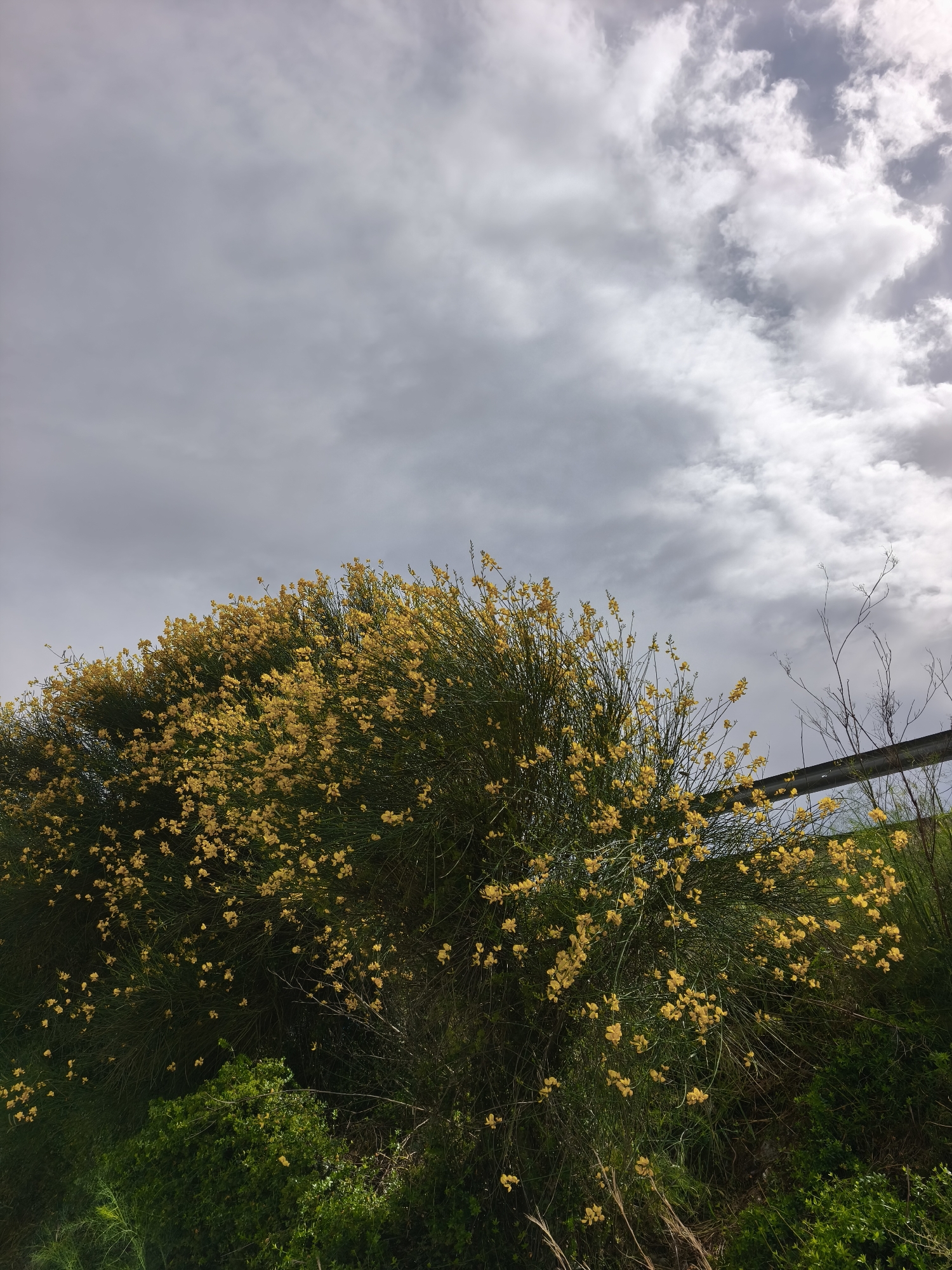 The image shows a large bush covered in small yellow flowers under a cloudy sky. A dark metal guardrail runs horizontally through the right side of the bush. The ground below the bush is covered with green grass and small plants. The photograph was taken in Alcàsser, Spain.