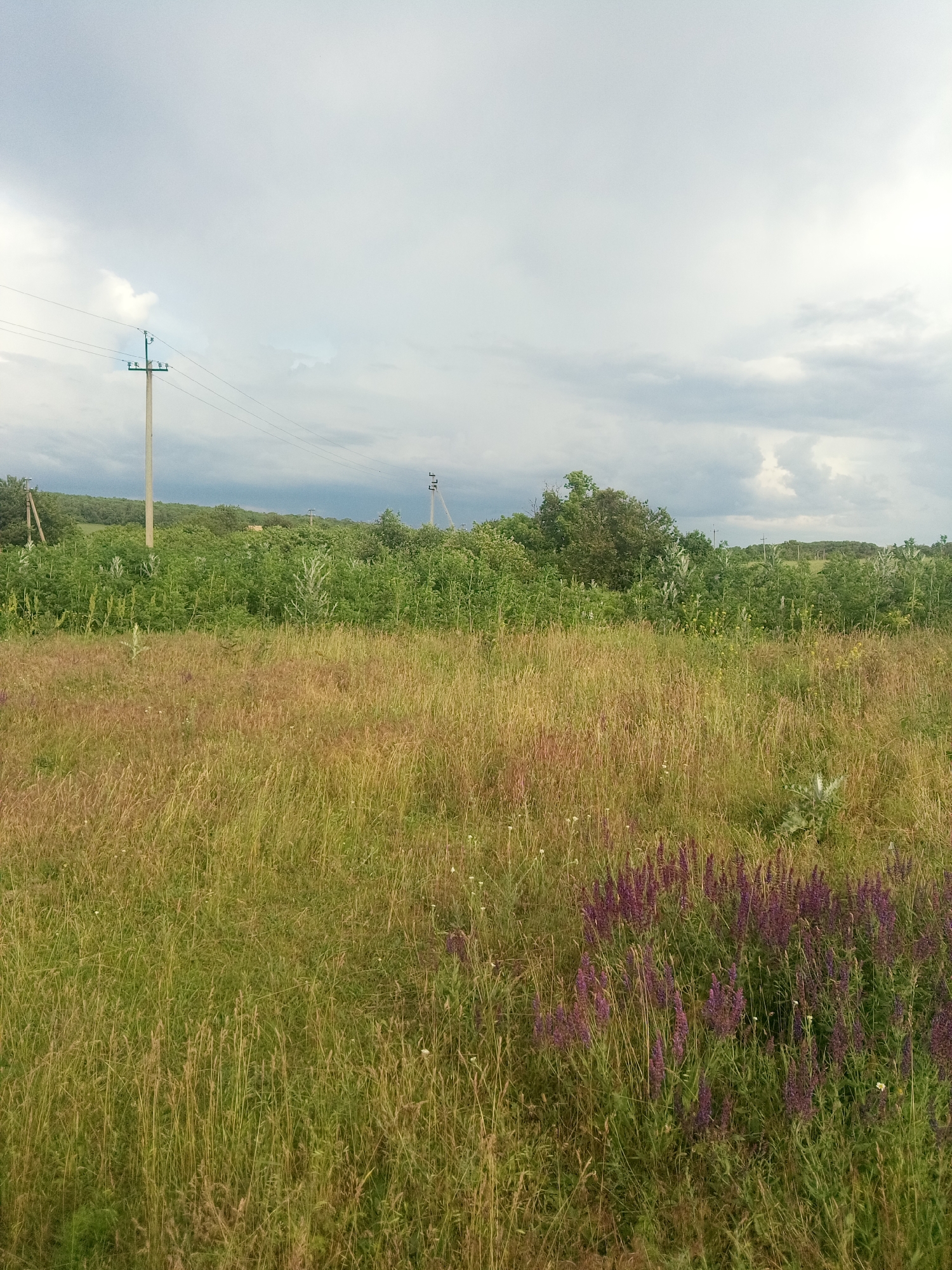 The image depicts a wide-angle view of a rural landscape under a cloudy sky. In the foreground, there is a field of tall, dry grass mixed with some green vegetation and a patch of purple wildflowers on the right. In the midground, a dense line of green trees and bushes forms a natural barrier. In the background, rolling hills covered with vegetation are visible, with power lines and utility poles scattered across the landscape. The scene appears to be in Zelenyi Hai, Ukraine, judging by the presence of typical rural infrastructure and vegetation common to the region. There are no people or animals visible in the image. The overall atmosphere is serene and natural, with a hint of impending weather due to the heavy cloud cover.