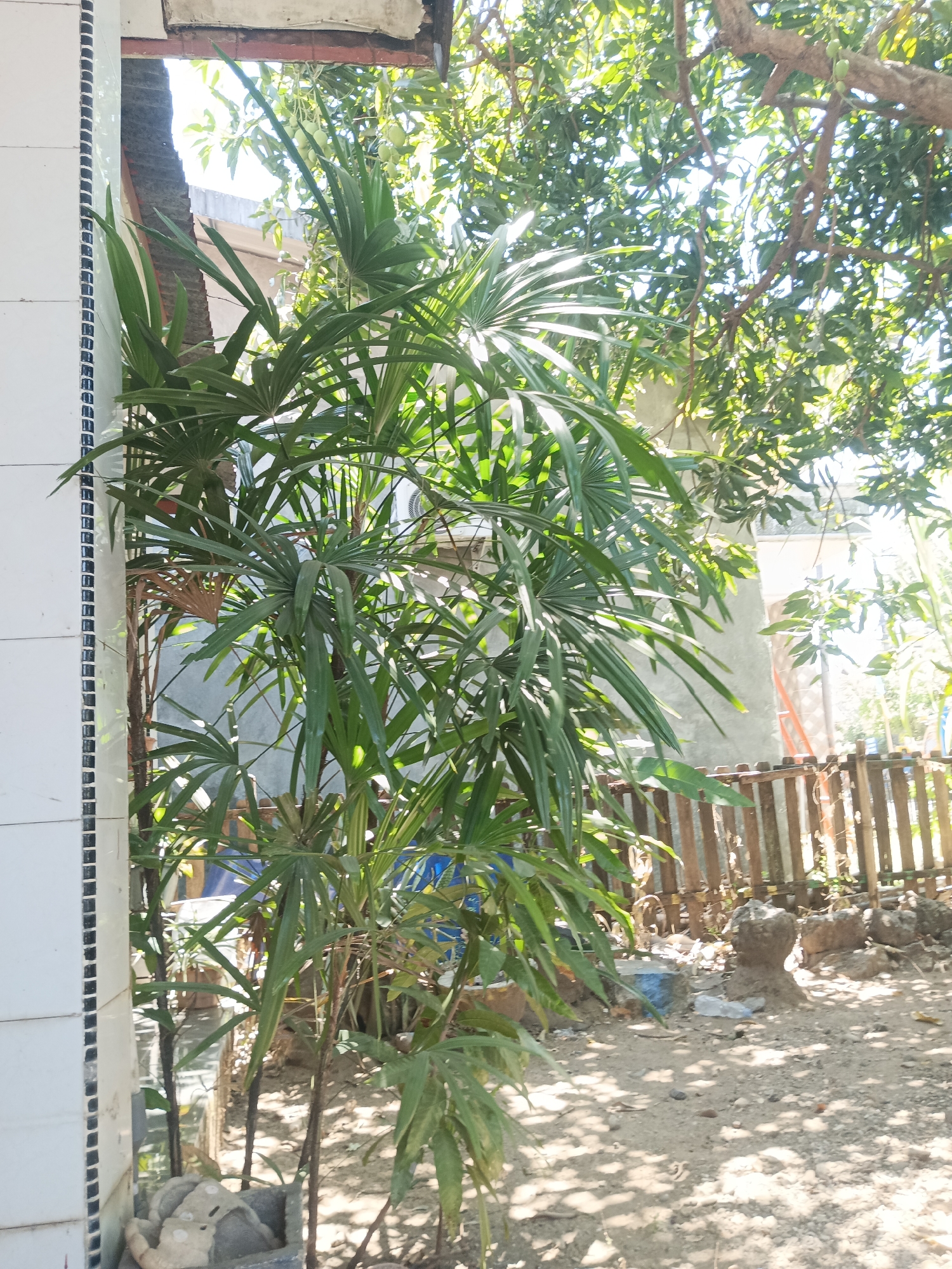 The image depicts an outdoor scene with a focus on lush green foliage. In the foreground, a cluster of palm-like plants with fan-shaped leaves dominates the frame, positioned to the left of a white tiled wall. Behind the plants, a rustic wooden fence is visible, with a light-colored concrete wall and some scattered rocks and debris in the background. Sunlight filters through the dense canopy of a large tree with branches and leaves in the upper right portion of the image, casting dappled shadows on the ground. The overall impression is of a warm, sunny day in a somewhat unkempt outdoor area, possibly a residential yard. The location is identified as Pitue, Indonesia.