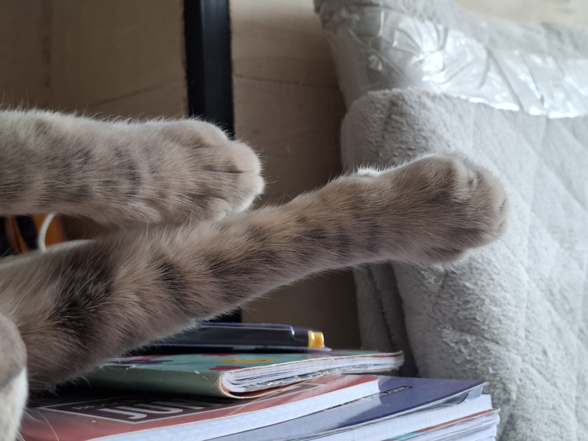 The scene depicts two feline forelimbs, light brown with faint tabby stripes, extended and resting. The front-most limb is extended to the right, while the second limb is bent and positioned to the upper left. These limbs rest on a stack of approximately four to five notebooks or books. The top item is a light green notebook with a multicolored pattern. A dark blue pen with a yellow cap is horizontally positioned on this green notebook. Beneath, additional notebooks are visible with red and blue colored spines, some displaying partial white text. The background on the right features a light grey, textured fabric object, likely a blanket or cushion, with crinkled clear plastic material above it. The left background shows a dark vertical object, possibly a furniture support or frame, against a plain light brown wall. The scene is situated indoors within the city of Novi Sad, Serbia.