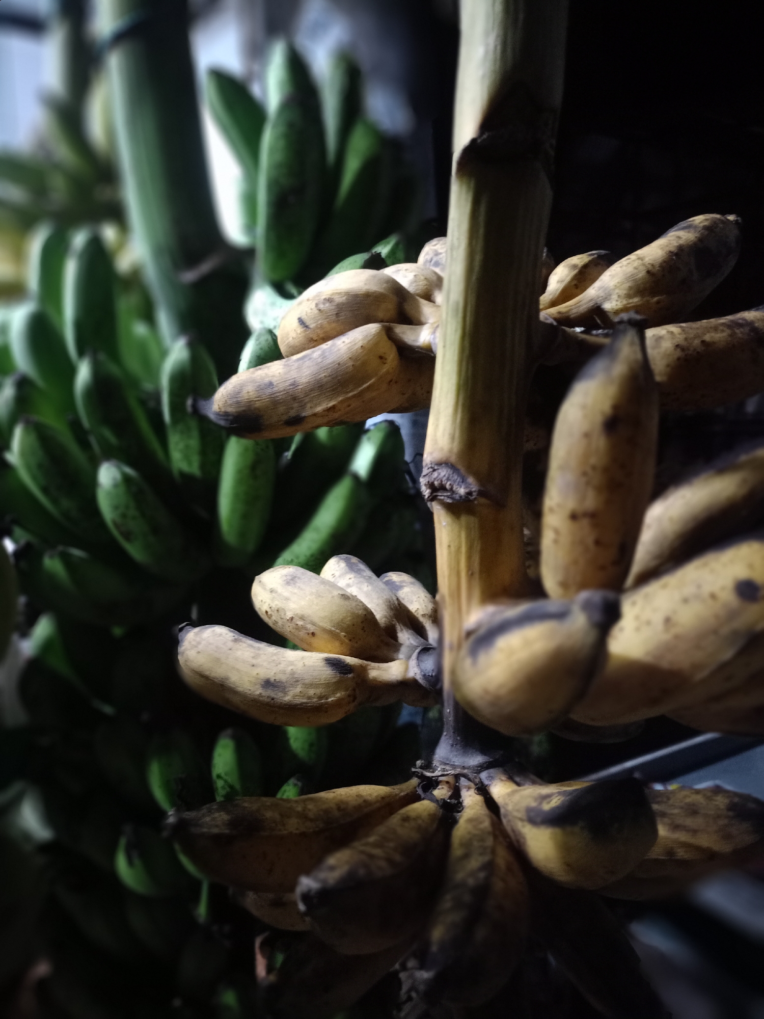 The image shows two bunches of bananas. The bunch on the left is green and unripe, while the bunch on the right is yellow with brown spots, indicating ripeness. They are connected to a central stalk. The background is dark and indistinct. The bananas are likely located in Uteunreutoh, Indonesia.