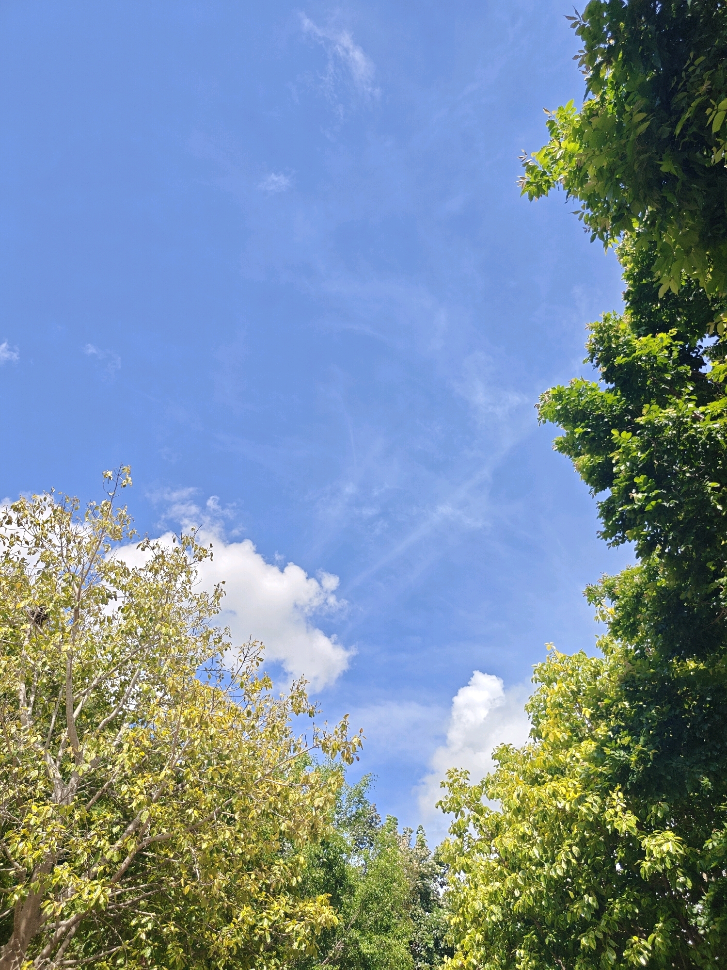 The image captures a view looking upwards at a clear blue sky with scattered white clouds and wispy cirrus formations. Lush green trees frame the sky from the lower left and right edges of the frame. The tree on the left has lighter green and yellowing leaves, suggesting it may be a different species or at a different stage of seasonal change. The tree on the right is densely covered in vibrant green foliage. The scene is an outdoor environment, likely a park or residential area, as indicated by the presence of mature trees against a bright sky, typical of a sunny day in Mu Si, Thailand. There are no people or visible structures in the frame.