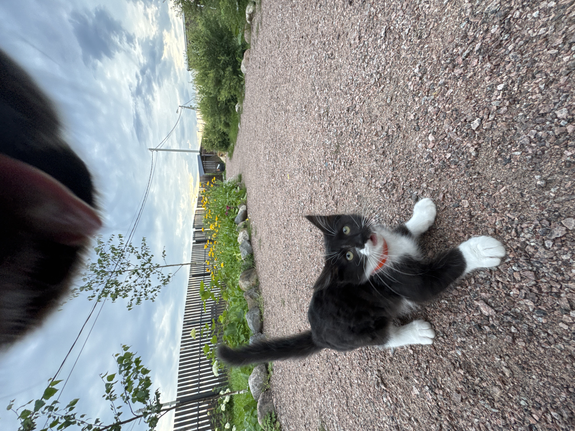 In Kempelevo, Russia, on a gravel path, a black and white kitten with white paws and a red collar is captured from a low-angle perspective. The kitten is looking towards the camera with its mouth open, appearing to meow. Behind the kitten, a garden with yellow flowers and lush green foliage is visible, bordered by a wooden fence. The sky above is cloudy with hints of sunset. In the upper part of the image, a dark blurry shape, possibly part of a larger animal like a dog, partially obstructs the view of the sky.