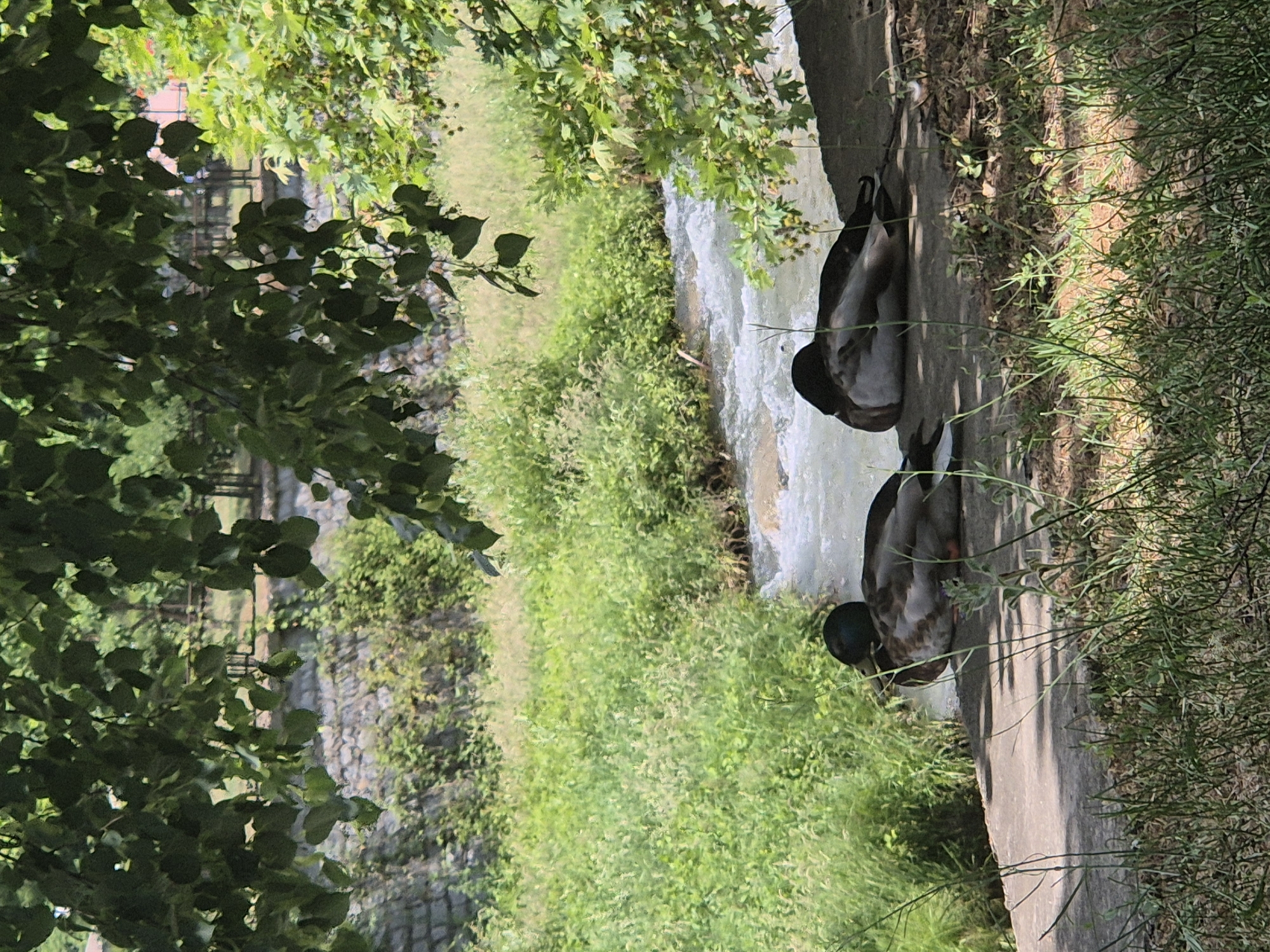 Two ducks are resting on a concrete edge alongside a small, flowing stream. Lush green vegetation lines the stream's banks. A fence is partially visible through the trees in the background, and a stone wall is also present. The scene is outdoors in daylight. Based on the background details and the vegetation type, the location might be a park or similar green space in Blagoevgrad, Bulgaria.