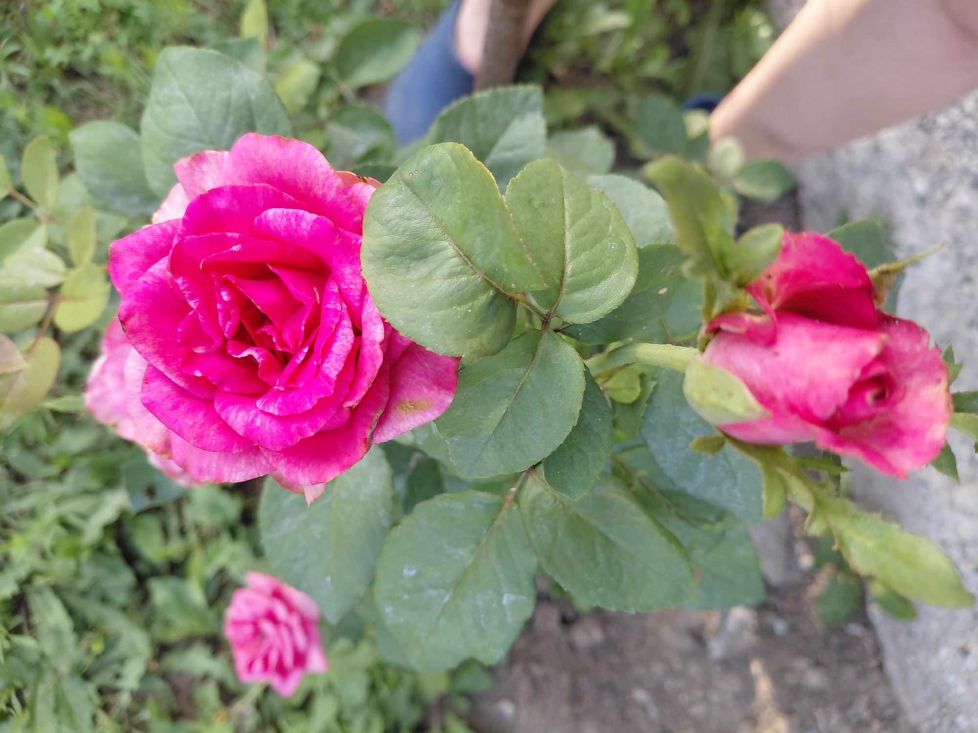 The image captures a close-up view of pink roses in an outdoor garden setting. The focus is on the vibrant pink petals of the roses, with one large, fully bloomed rose dominating the left side of the frame and a smaller bud on the right. Several green rose leaves surround the flowers, some appearing slightly dewy. In the background, a blurred figure of a person is visible, with a blue shoe and a hand reaching down. The ground appears to be a mix of soil and possibly a stone pathway. The lighting suggests it is daytime, likely with soft sunlight. The overall scene evokes a peaceful, natural atmosphere.