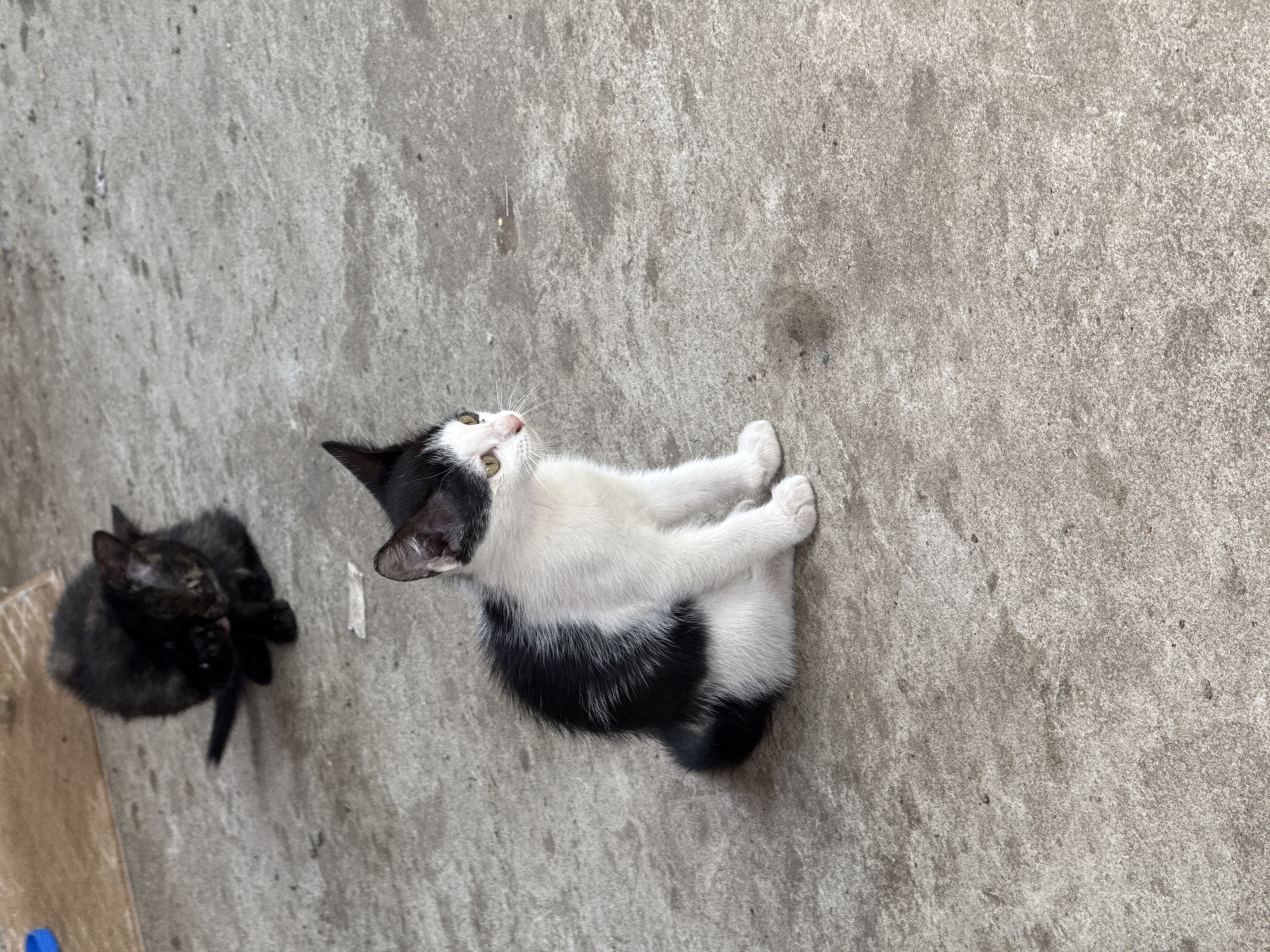 This media file shows two kittens on a concrete surface. The kitten in the foreground is black and white, with its front paws tucked underneath its body and its head tilted upwards. It has green eyes and white fur on its chest and paws, with black patches on its back and tail. The second kitten, in the background and slightly out of focus, is mostly black with some lighter markings and is grooming itself. The concrete surface appears worn and weathered, with some dark spots and stains. The overall impression is of an outdoor setting, possibly a yard or alleyway, with natural lighting suggesting daytime. There is no visible text in the image. The location context is Baurene, Bulgaria.
