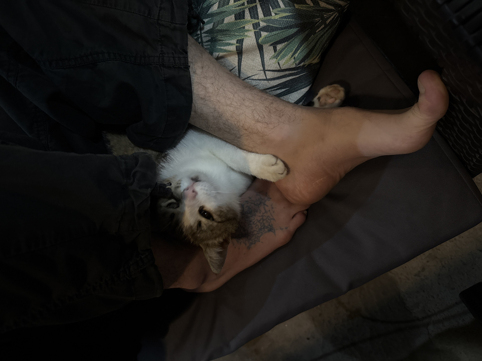 A kitten with white and brown fur lies nestled between a man's leg and foot. The man is seated on a gray cushioned chair with a leafy print pillow behind him. The man is wearing dark pants and has a tattoo on his hand. The setting appears to be indoors, potentially a home. There is no evidence to place the image in Sochi, Russia.