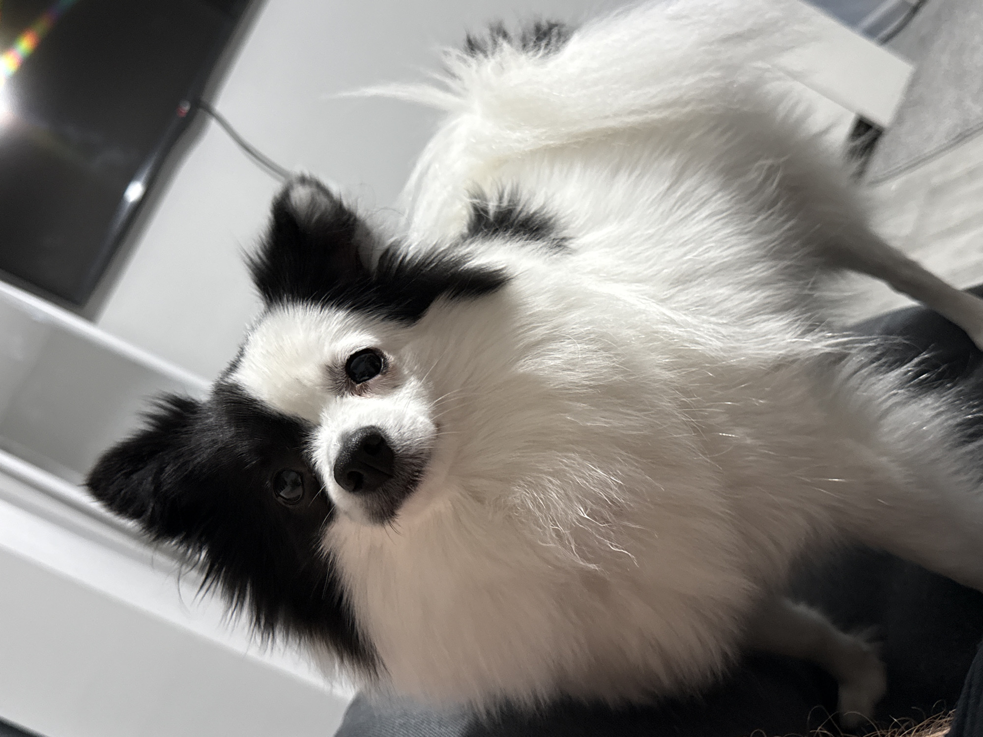 A close-up shot of a black and white dog with long fur standing on a lap. The dog has black fur on its head, covering both ears and partially around the eyes and nose. The rest of its body is covered in white fur. The dog is looking up at the camera. The background consists of a light gray wall, a portion of a white cabinet or shelf, and the edge of a black television screen. The image's location in Stara Zagora, Bulgaria, cannot be determined.