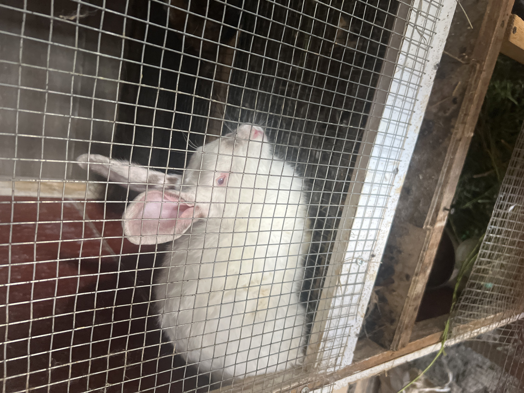 A white rabbit with pink ears and red eyes is visible in a wire cage. The cage appears to be made of metal wire mesh and is situated within a wooden structure. The background of the cage is a dark, indistinct surface, possibly wood or the ground. Outside the cage, the bottom of the image shows a wooden frame and some green vegetation. The overall impression is that of an animal enclosure. The location in Uzbekistan is unknown.