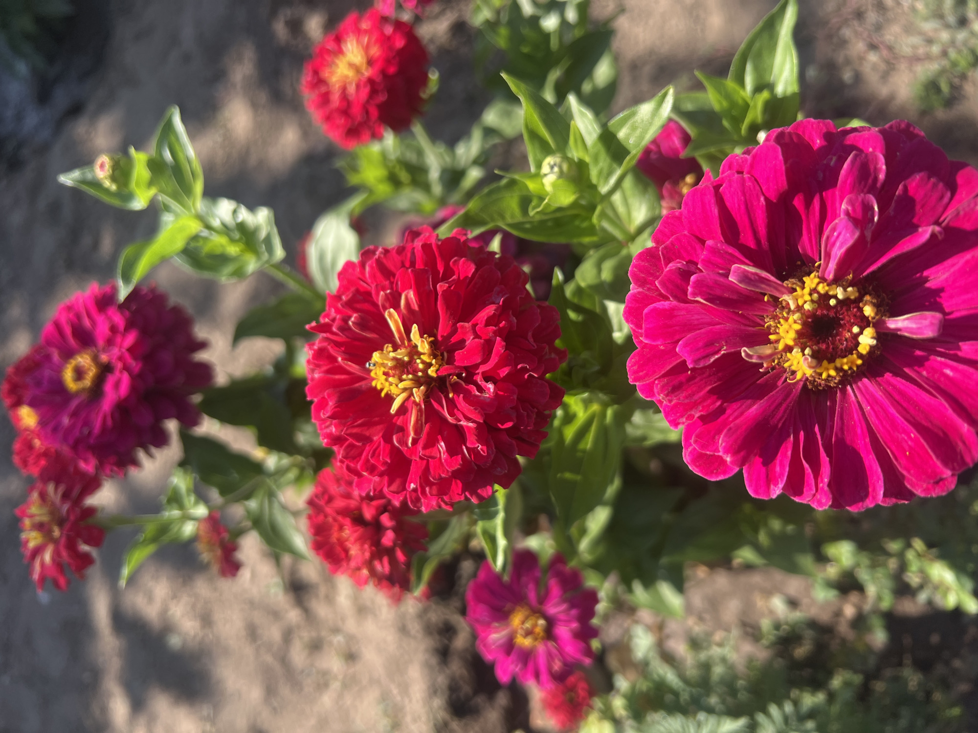 The image shows a close-up of several bright pink and red zinnia flowers blooming outdoors. The flowers have many layered petals and yellow centers. Green leaves and stems are visible, along with a blurry background of soil and some foliage. The lighting suggests it is daytime, with sunlight illuminating the flowers. The scene appears to be in a garden or natural setting, possibly within the city of Zelenikovo, Bulgaria, given the prompt's context. There are no people or animals visible in the image.