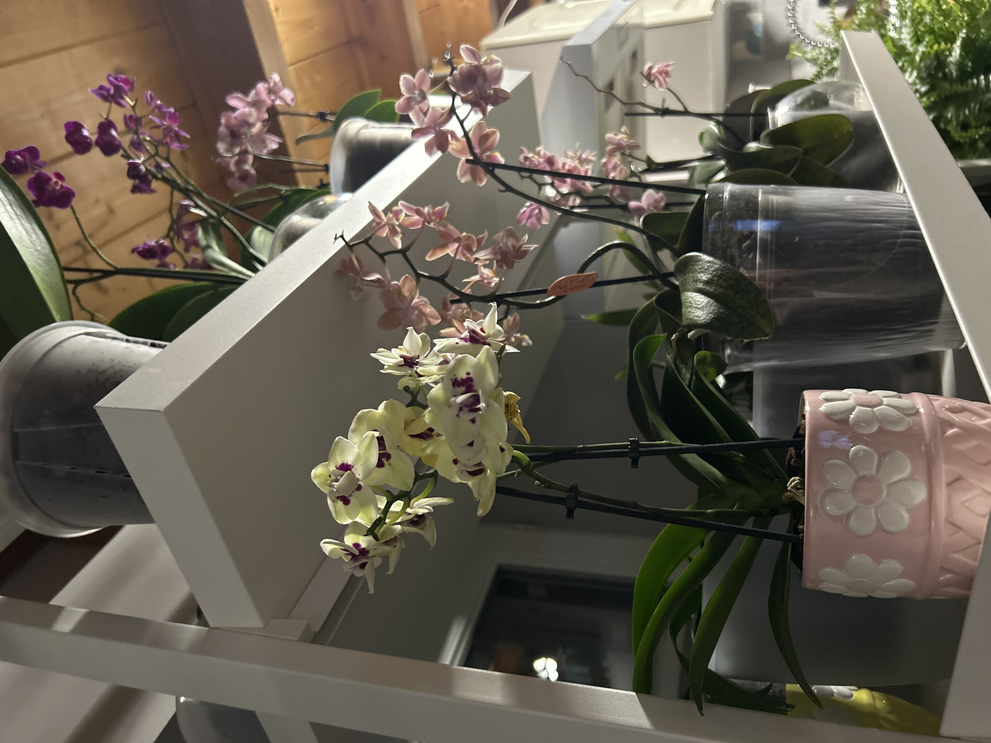 This is a close-up, low-angle, indoor, eye-level shot of multiple potted orchids on white shelves. The orchids are in various stages of bloom and different colors, including pale yellow with purple centers, and pale pink. The pots are varied as well, with one pink ceramic pot with white flower appliques and clear plastic pots. In the background, a wooden ceiling is visible, suggesting an indoor, possibly residential setting. The lighting appears to be artificial and subdued, creating some shadows and highlights. The overall scene depicts a collection of orchids displayed on shelves.