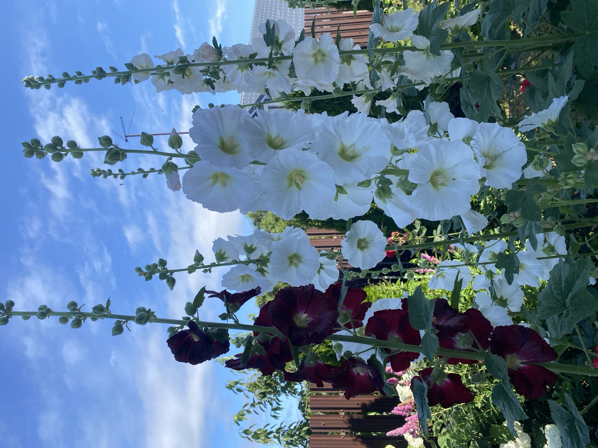In the city of Tret'ya Pad', Russia, a low-angle, full-frame shot captures the vibrant bloom of hollyhocks against a bright blue sky dotted with scattered white clouds. The foreground is dominated by tall hollyhock stalks, featuring a striking contrast between deep burgundy and pristine white flowers. The burgundy hollyhocks are on the left, their petals a rich, dark hue, while the white hollyhocks are to the right, their delicate, ruffled petals catching the light. Numerous buds are visible along the stalks of both colors, indicating ongoing growth. The plants are densely packed, creating a lush garden setting. In the background, a wooden fence runs horizontally, separating the garden from a residential structure with a grey roof. Green foliage and trees are visible beyond the fence, further enriching the outdoor environment. The lighting suggests a sunny day, likely during daylight hours.