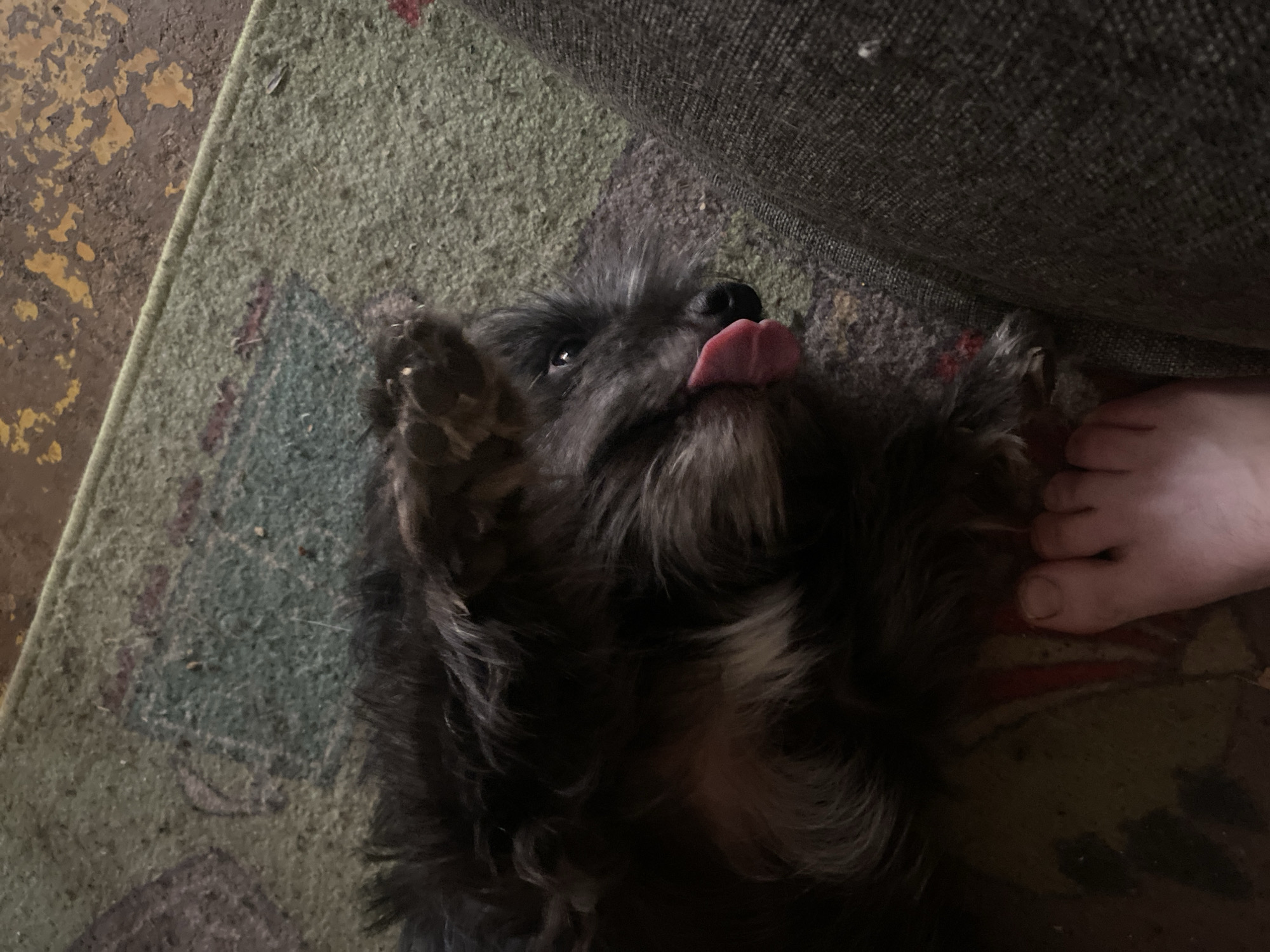 The image shows a close-up of a small, dark-haired dog lying on its back on a rug. Its tongue is sticking out to the side, and its paw is raised in the air. A human foot is visible in the lower left corner of the image, and a portion of a dark gray fabric surface, possibly furniture, is on the right. The rug appears to be old and worn, with a faded pattern. The background is dark and indistinct. The overall impression is of a casual, indoor scene. There is no information within the image to suggest a specific location in Samara, Russia.
