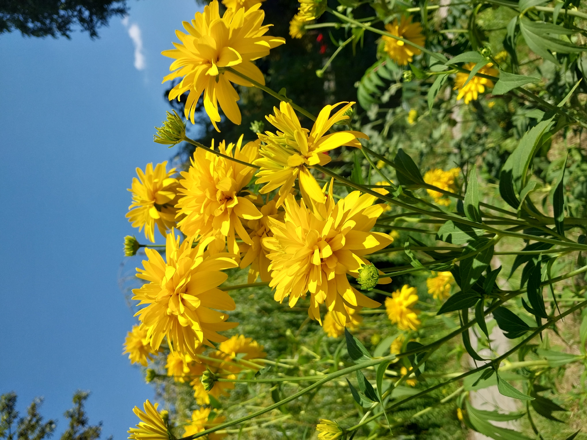 This is a close-up, low-angle, outdoor photograph of a cluster of bright yellow flowers, possibly Rudbeckia or similar varieties, in bloom. The flowers are the primary subjects, with multiple blooms in various stages of opening, some appearing fully open with many layered petals, and others still developing as buds. The petals are a vibrant yellow, with some showing slight variations in shade due to sunlight. The stems and green leaves are visible, some casting shadows on other parts of the plants. The background is a softly blurred mixture of green foliage, suggesting a garden or park setting, and a clear, bright blue sky dominates the upper portion of the image. A few darker green tree branches are visible against the sky on the right and left edges. The scene appears to be located in a park or garden in the city of Dnipro, Ukraine, given the presence of lush greenery and the bright, sunny weather. There are no people or animals visible in the image.
